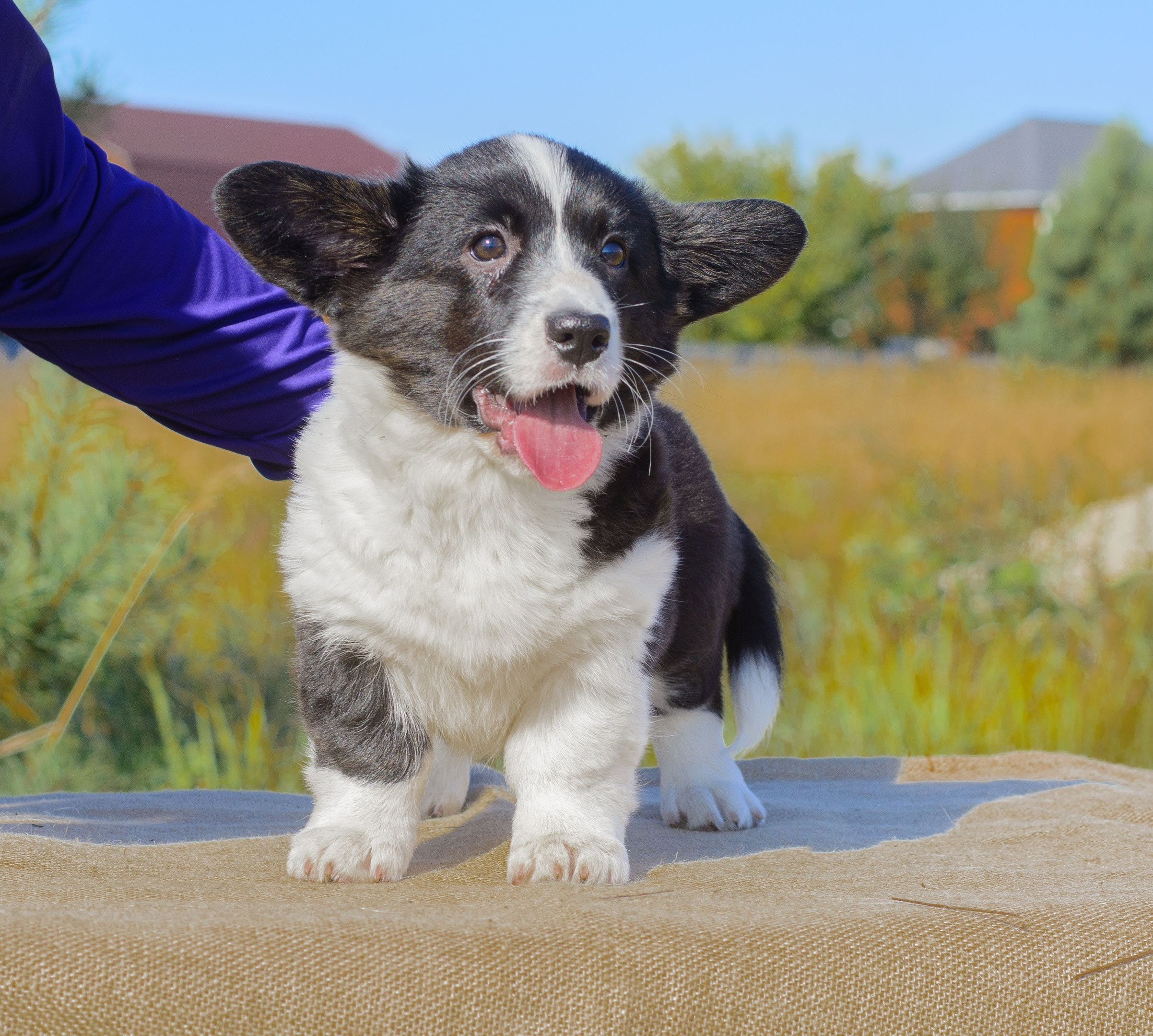 Племенная книга питомника Ice Fantasy. Купить щенка Вельш-корги-кардиган в семейном питомнике — Ice Fantasy