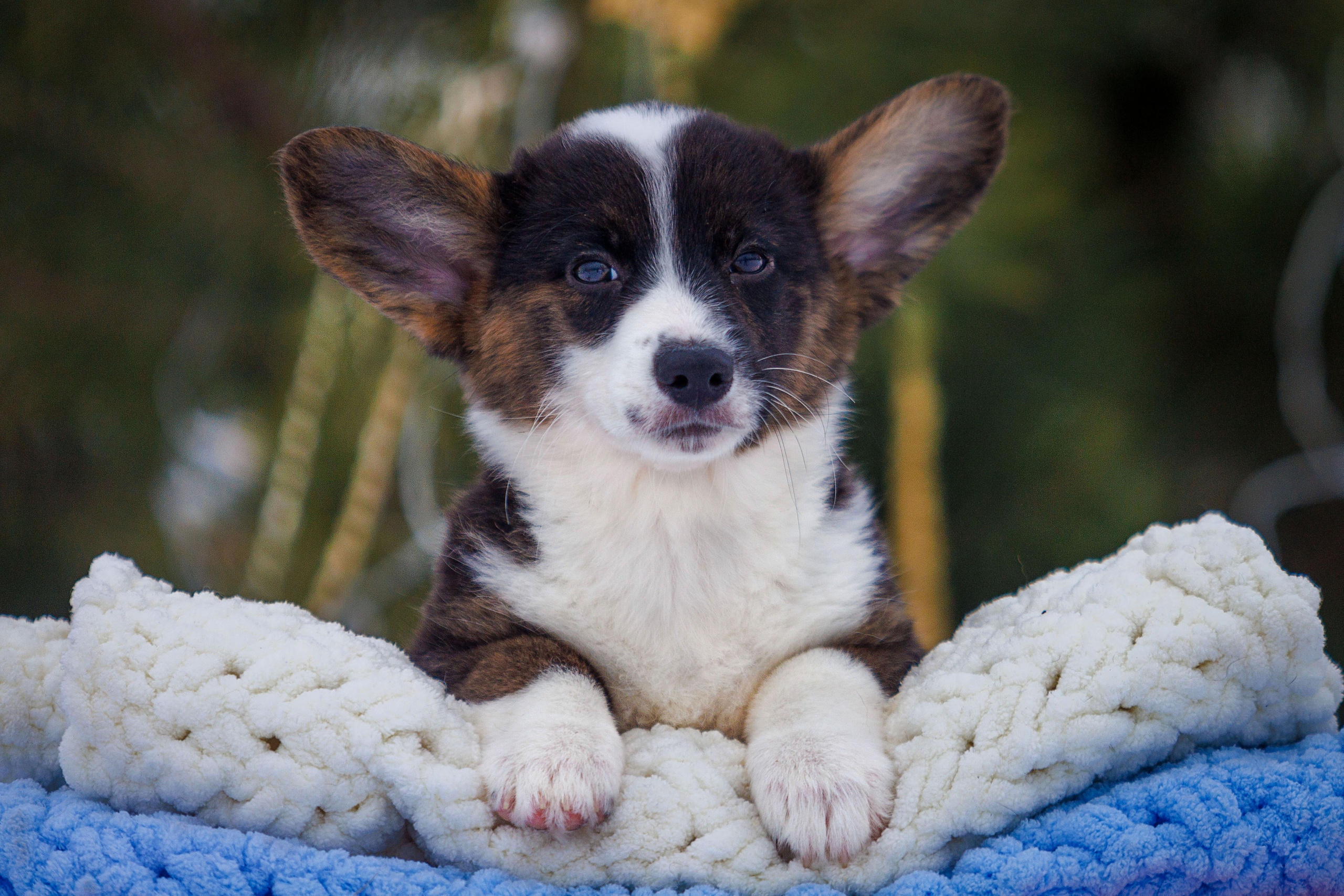 Племенная книга питомника Ice Fantasy. Купить щенка Вельш-корги-кардиган в семейном питомнике — Ice Fantasy