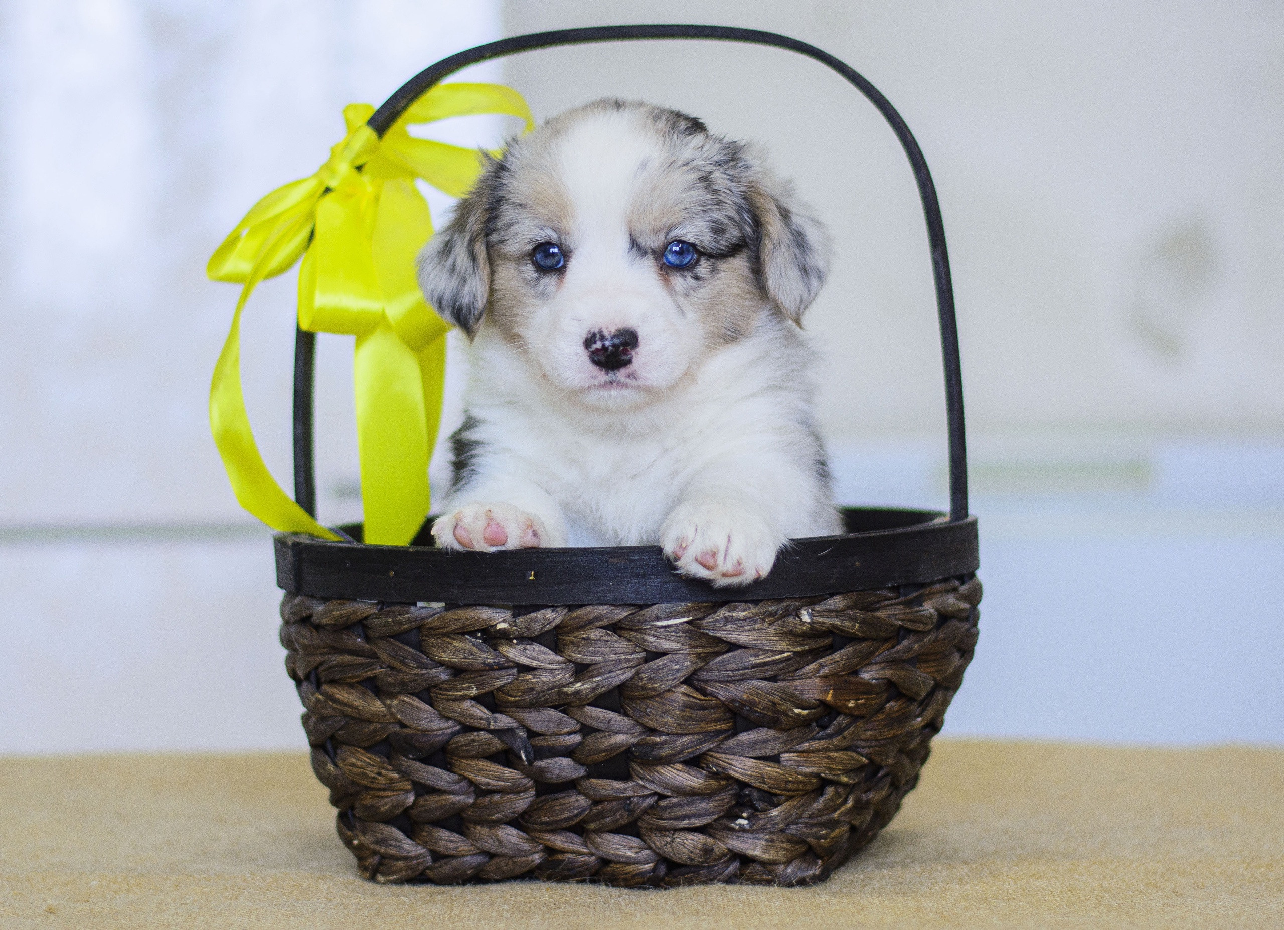 Племенная книга питомника Ice Fantasy. Купить щенка Вельш-корги-кардиган в семейном питомнике — Ice Fantasy