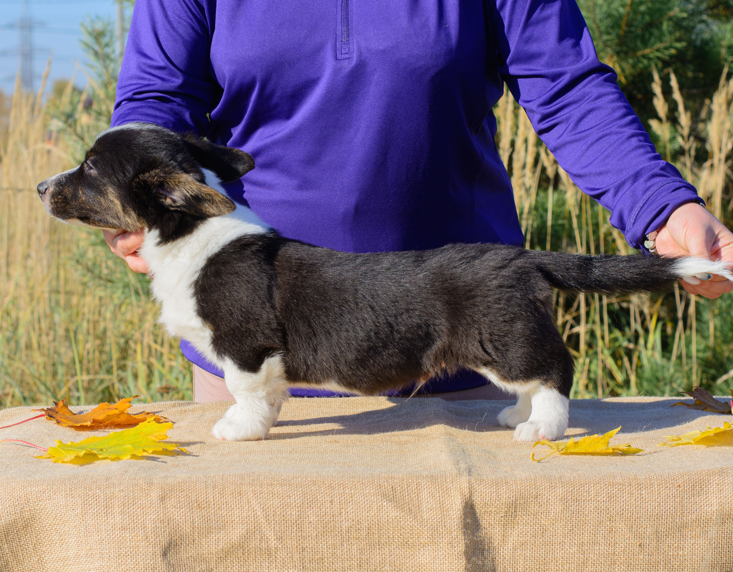 Племенная книга питомника Ice Fantasy. Купить щенка Вельш-корги-кардиган в семейном питомнике — Ice Fantasy