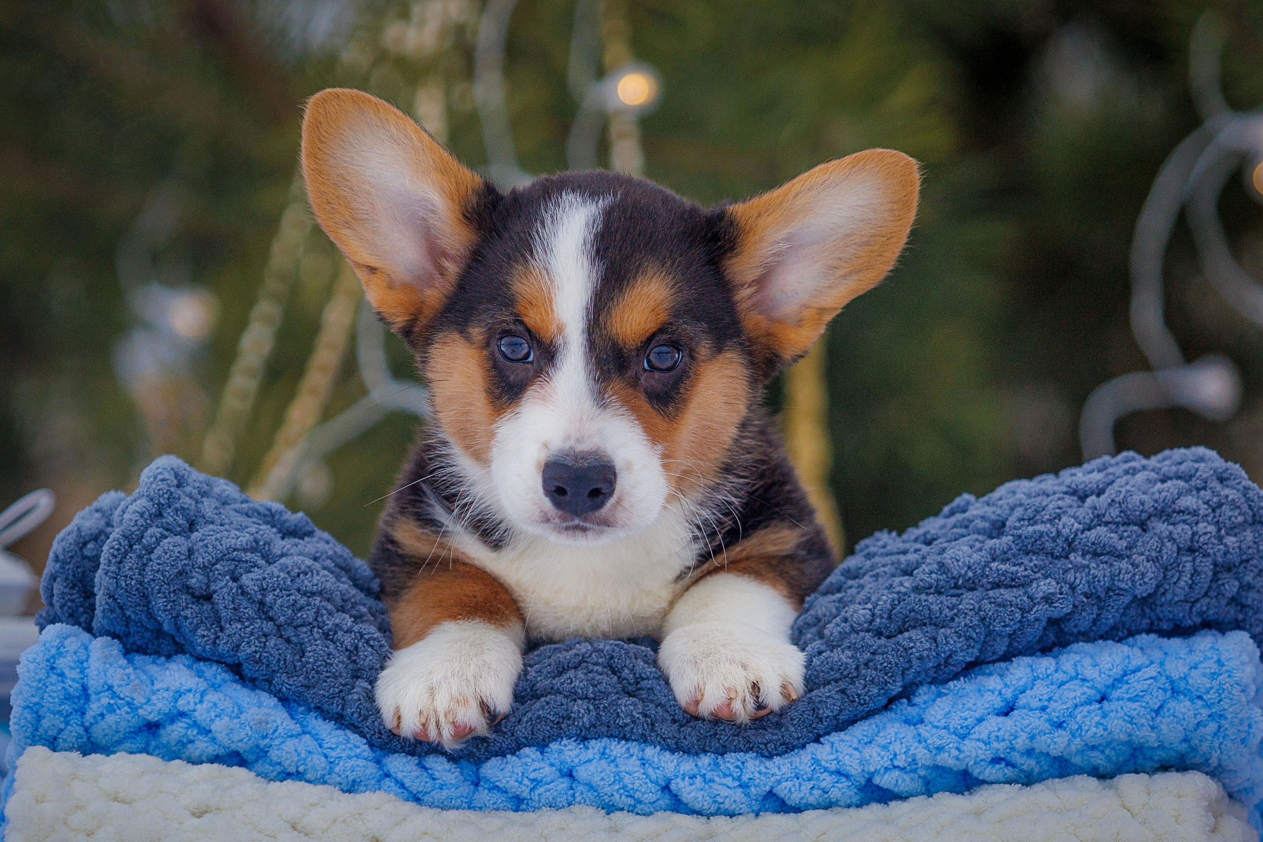 Племенная книга питомника Ice Fantasy. Купить щенка Вельш-корги-кардиган в семейном питомнике — Ice Fantasy