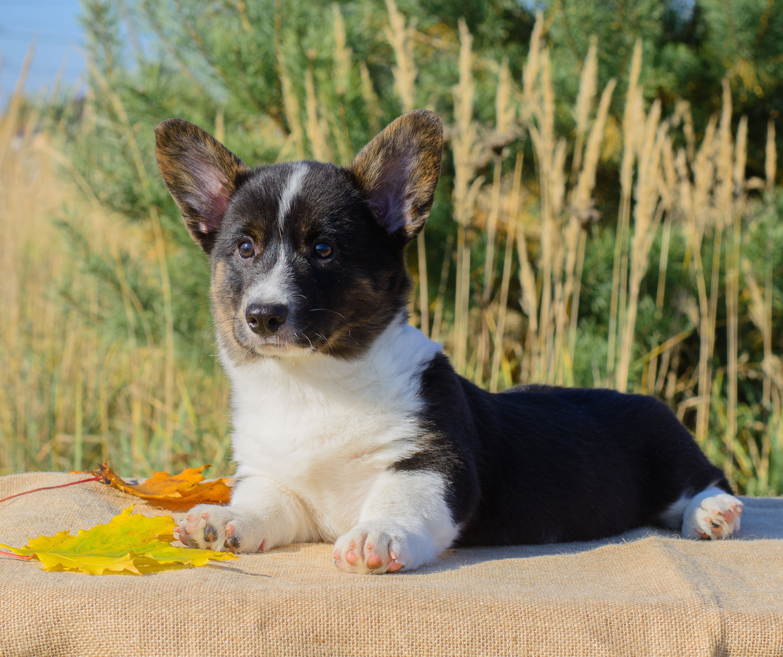 Племенная книга питомника Ice Fantasy. Купить щенка Вельш-корги-кардиган в семейном питомнике — Ice Fantasy