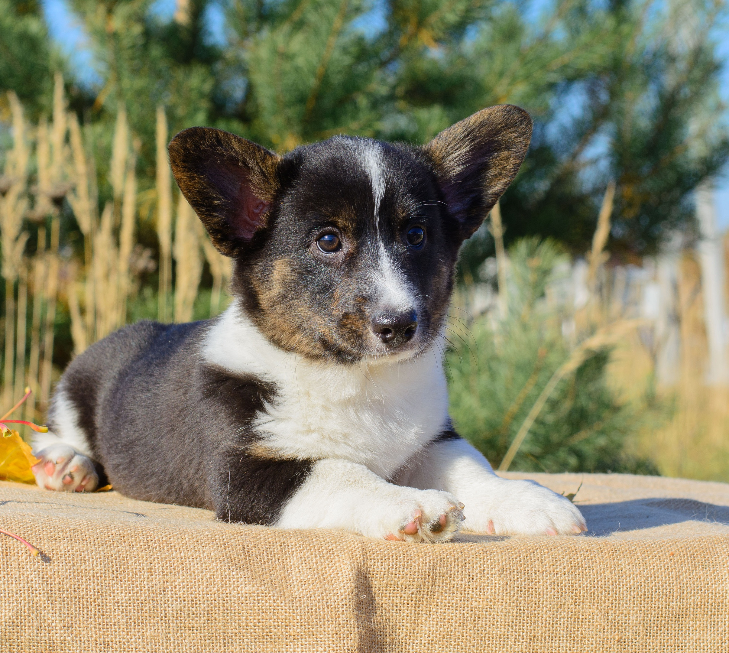 Племенная книга питомника Ice Fantasy. Купить щенка Вельш-корги-кардиган в семейном питомнике — Ice Fantasy