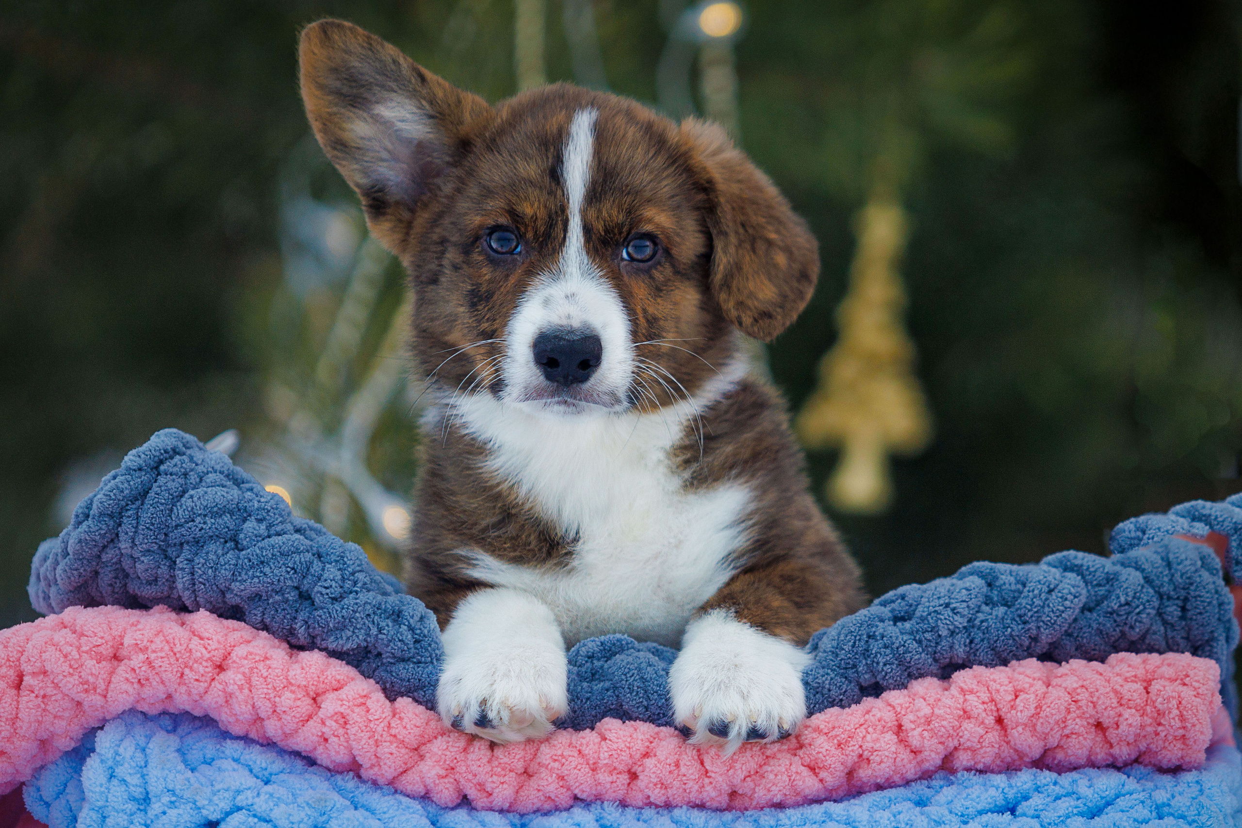 Племенная книга питомника Ice Fantasy. Купить щенка Вельш-корги-кардиган в семейном питомнике — Ice Fantasy