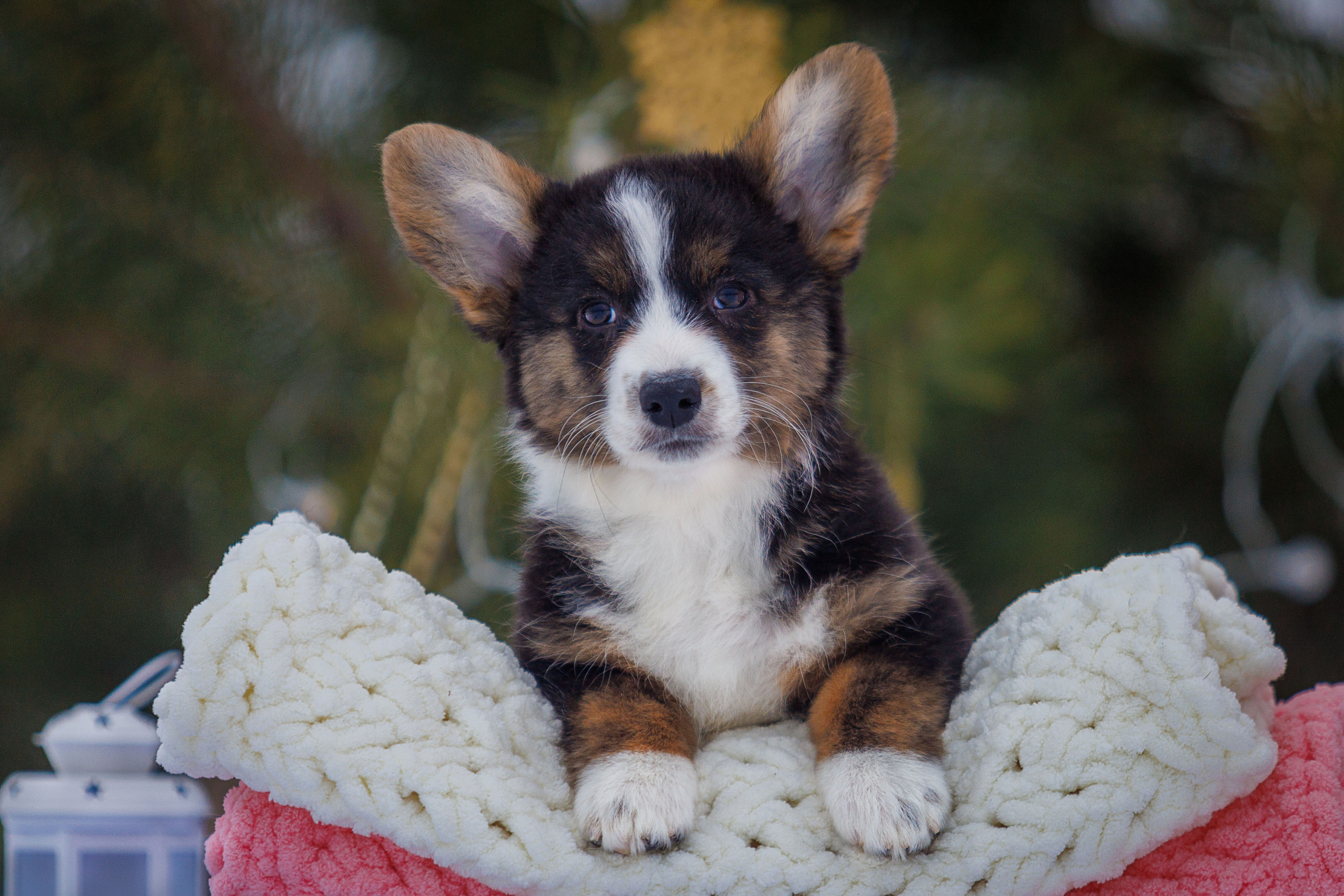 Племенная книга питомника Ice Fantasy. Купить щенка Вельш-корги-кардиган в семейном питомнике — Ice Fantasy