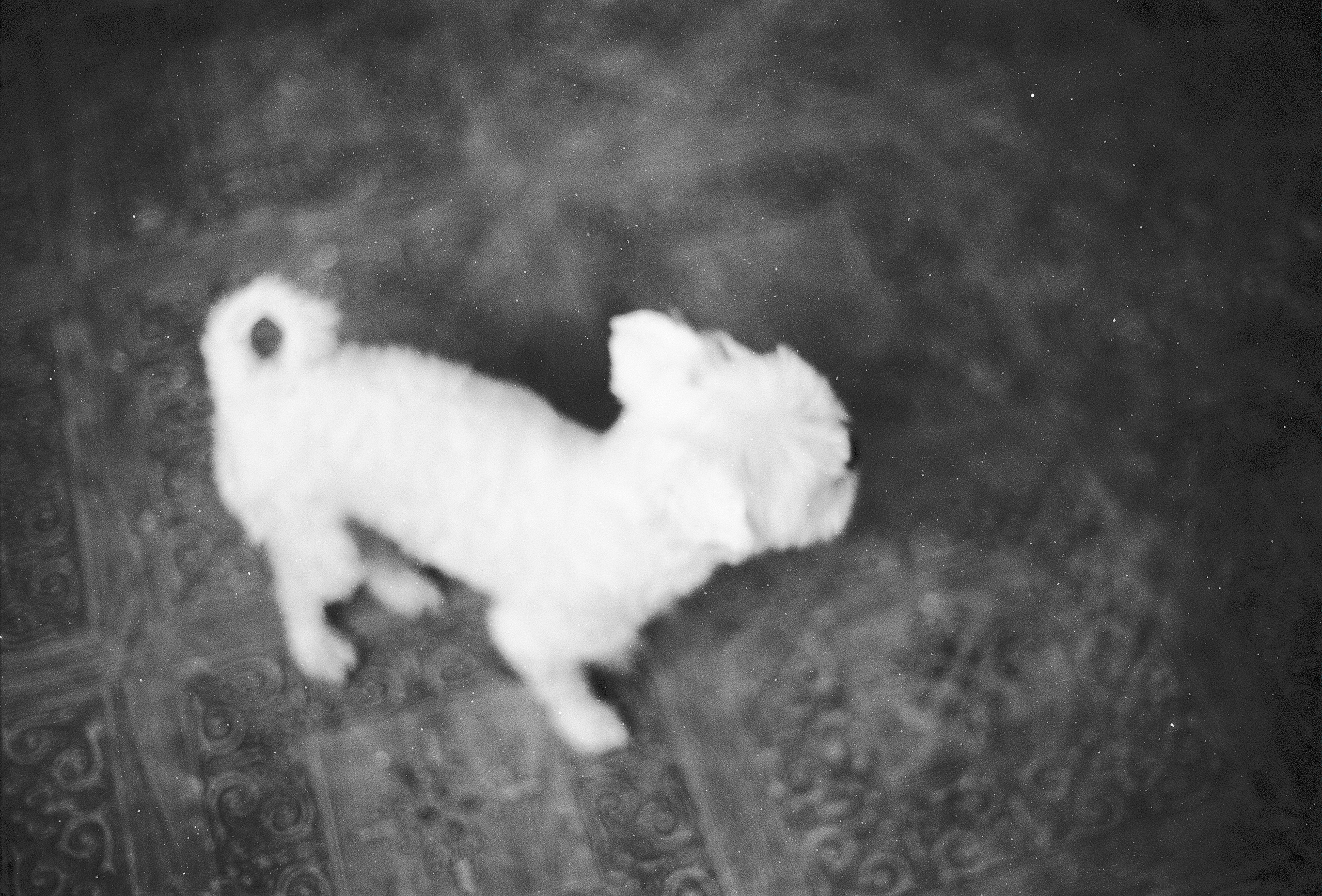 D&B 2. Stylist and film photographer Anastasia Shlokova