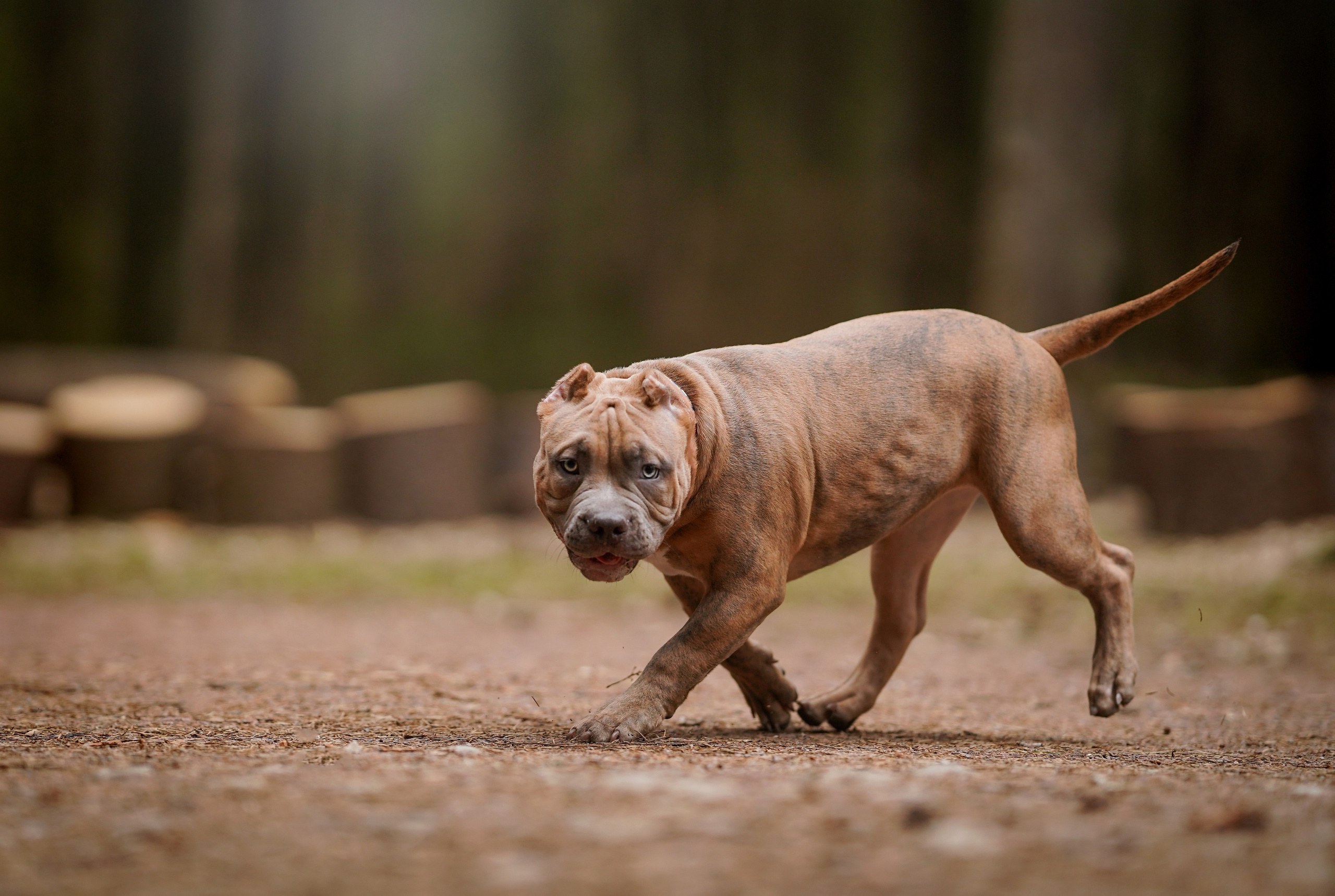 Щенки булли. Фотограф-анималист в Санкт-Петербурге Яна Мартынова