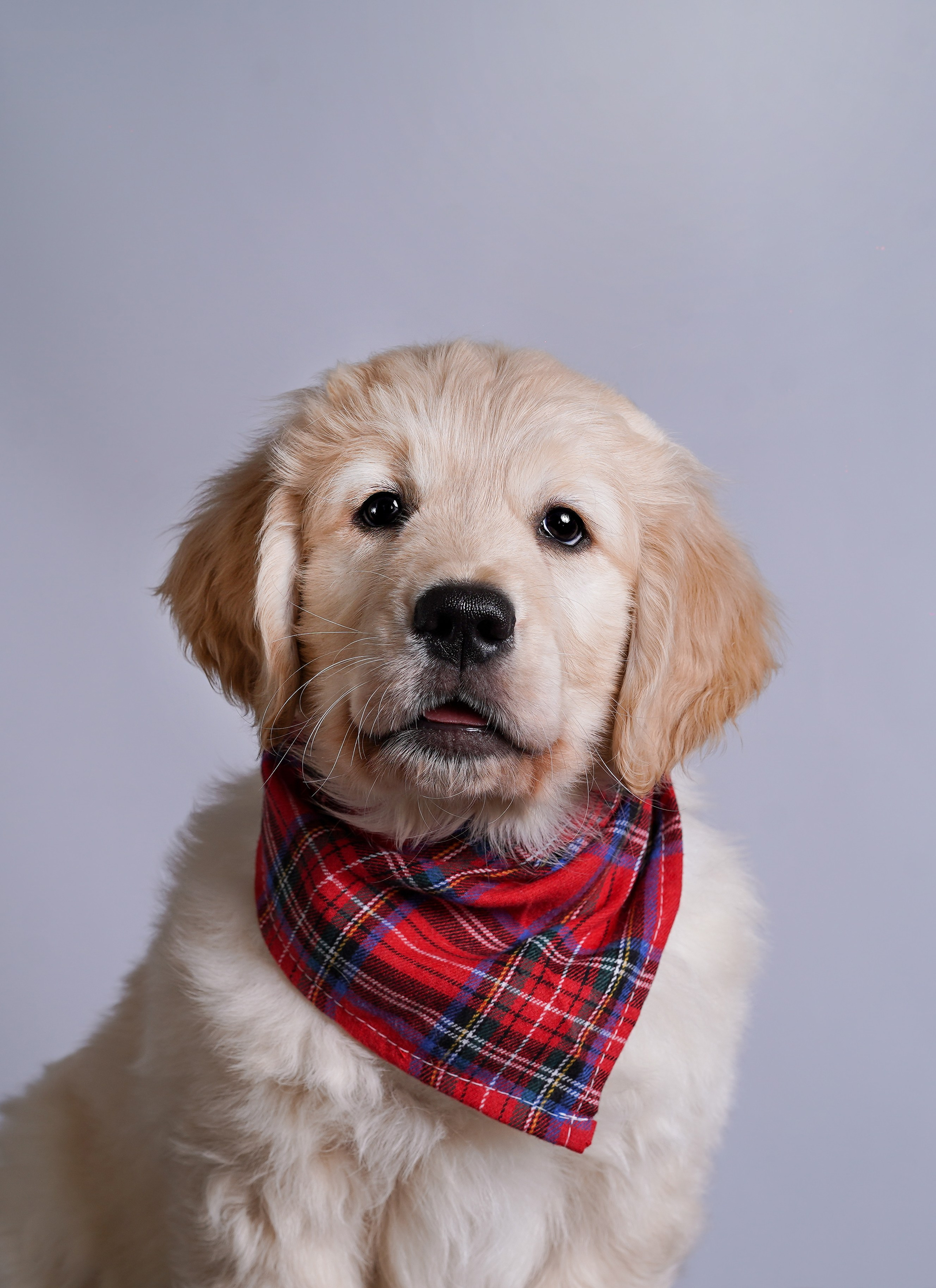 Щенок голдена. Фотограф-анималист в Санкт-Петербурге Яна Мартынова