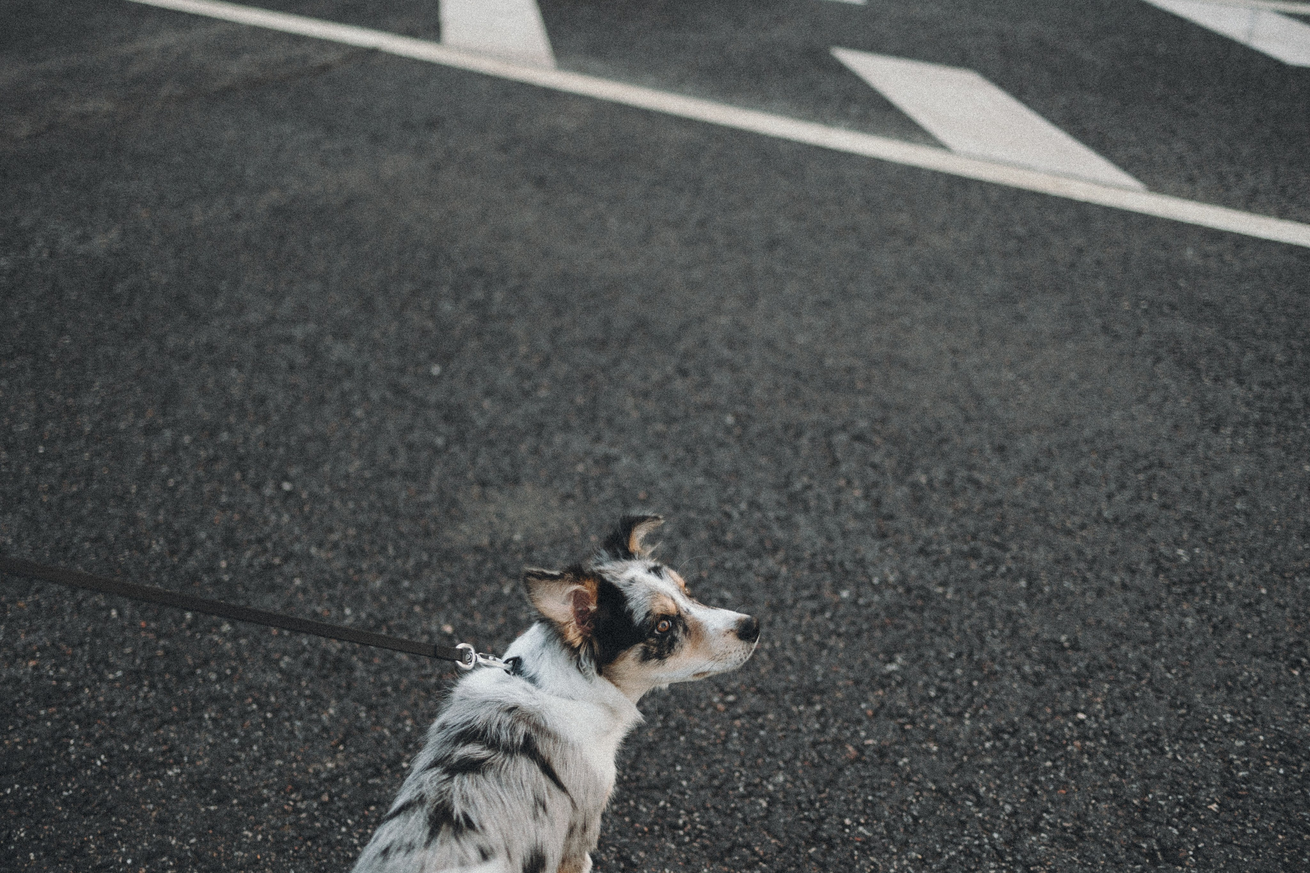 Балу и Илья. Фотограф анималист Анастасия Пикей
