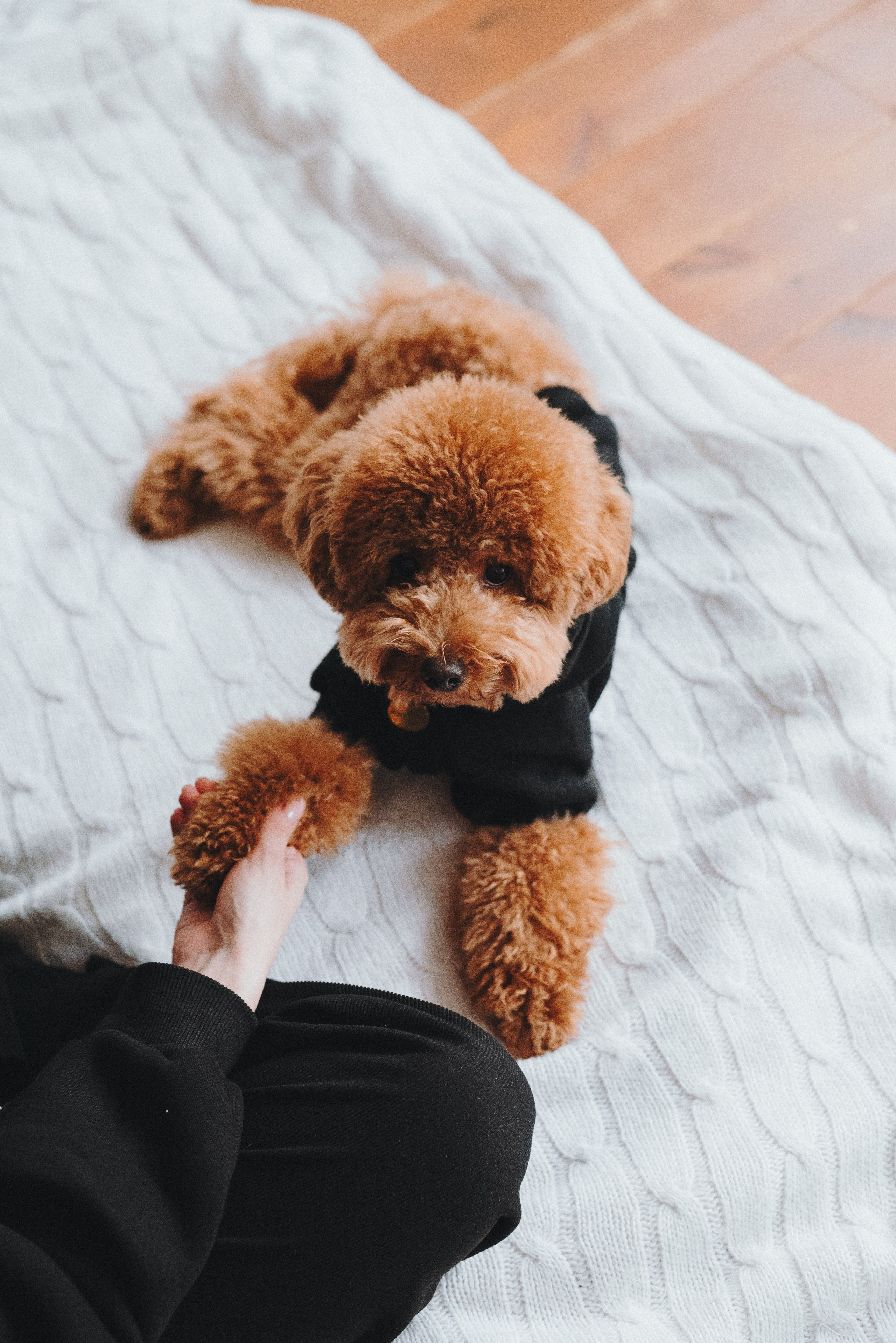 Alena & Marsel. Natalia Finch Photography — Family, Kids & Pet Photographer in Chicago, IL