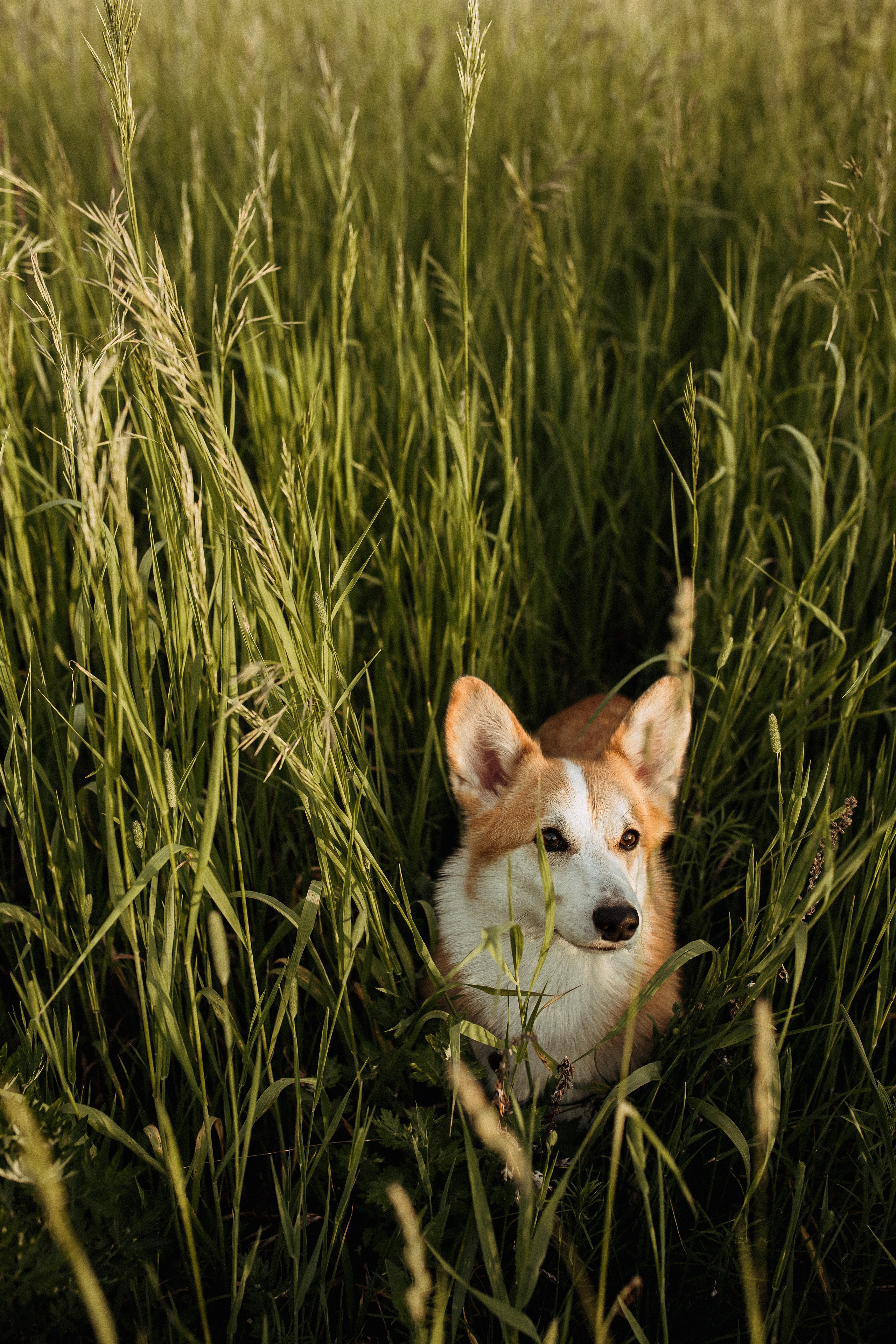 Family Story. Семейный и Свадебный фотограф в Санкт-Петербурге Плохая Екатерина
