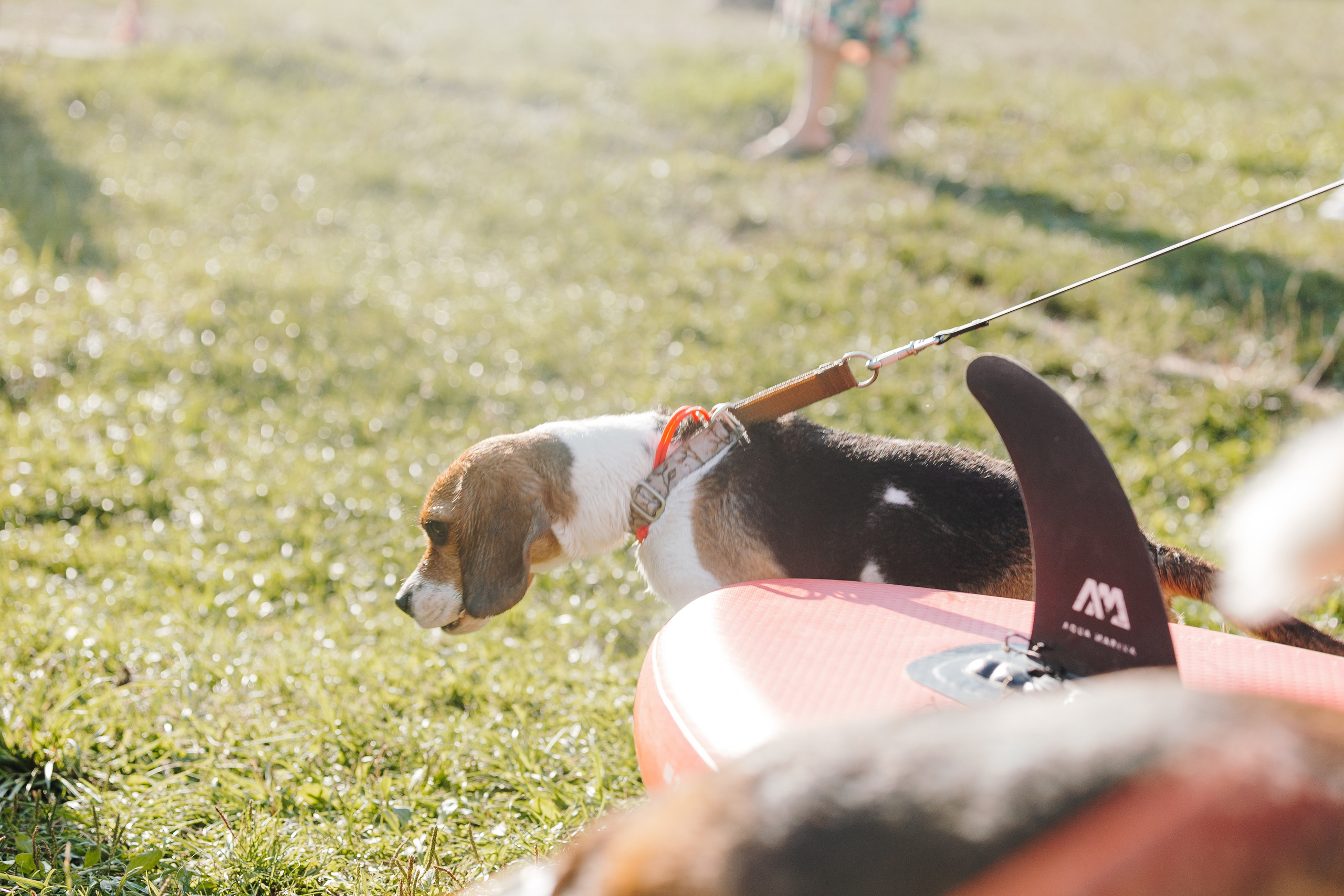 Petshop Sup day. Фотограф анималист Кристина Карпова, Москва