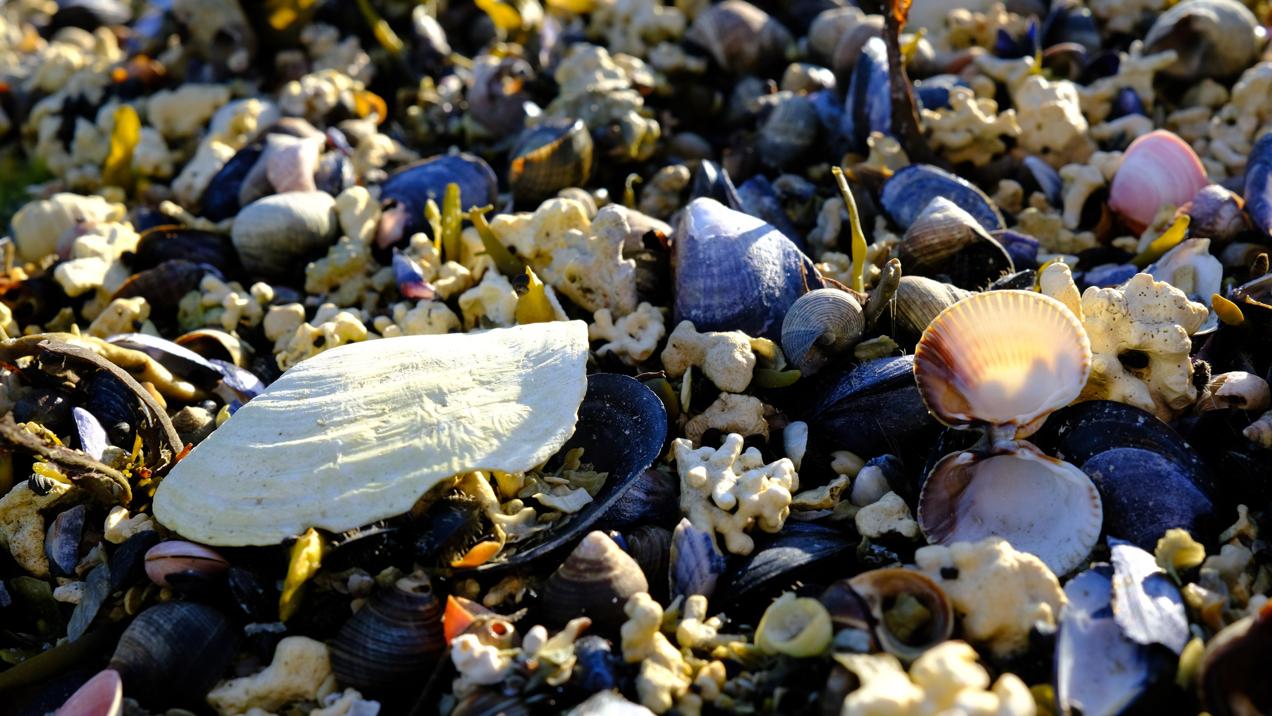 Баренцево море. Пейзажи Крайнего Севера. Баренцево море, Рыбачий, Средний, Немецкий