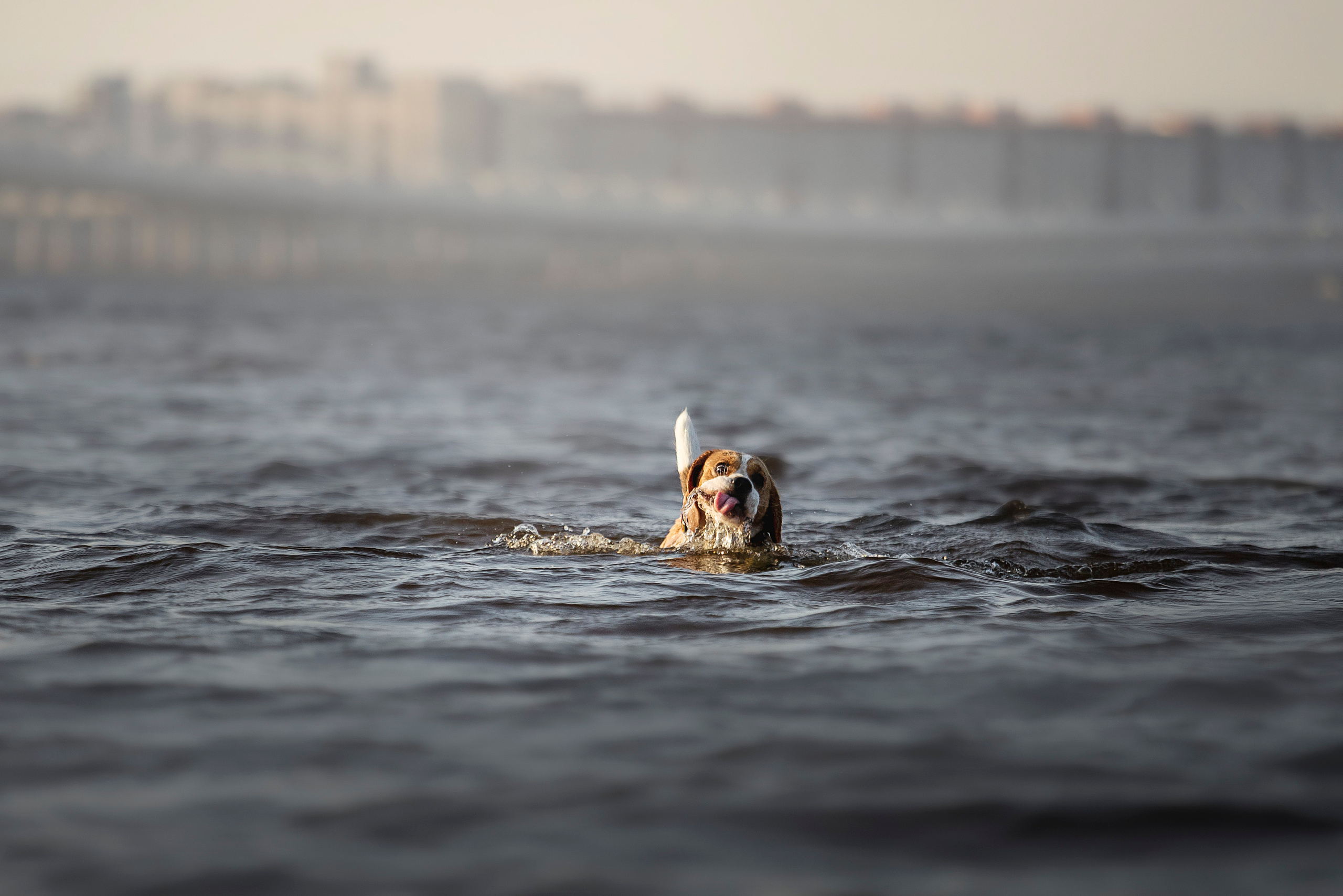 Полина и Бетти. Фотограф — Анималист | Санкт-Петербург
