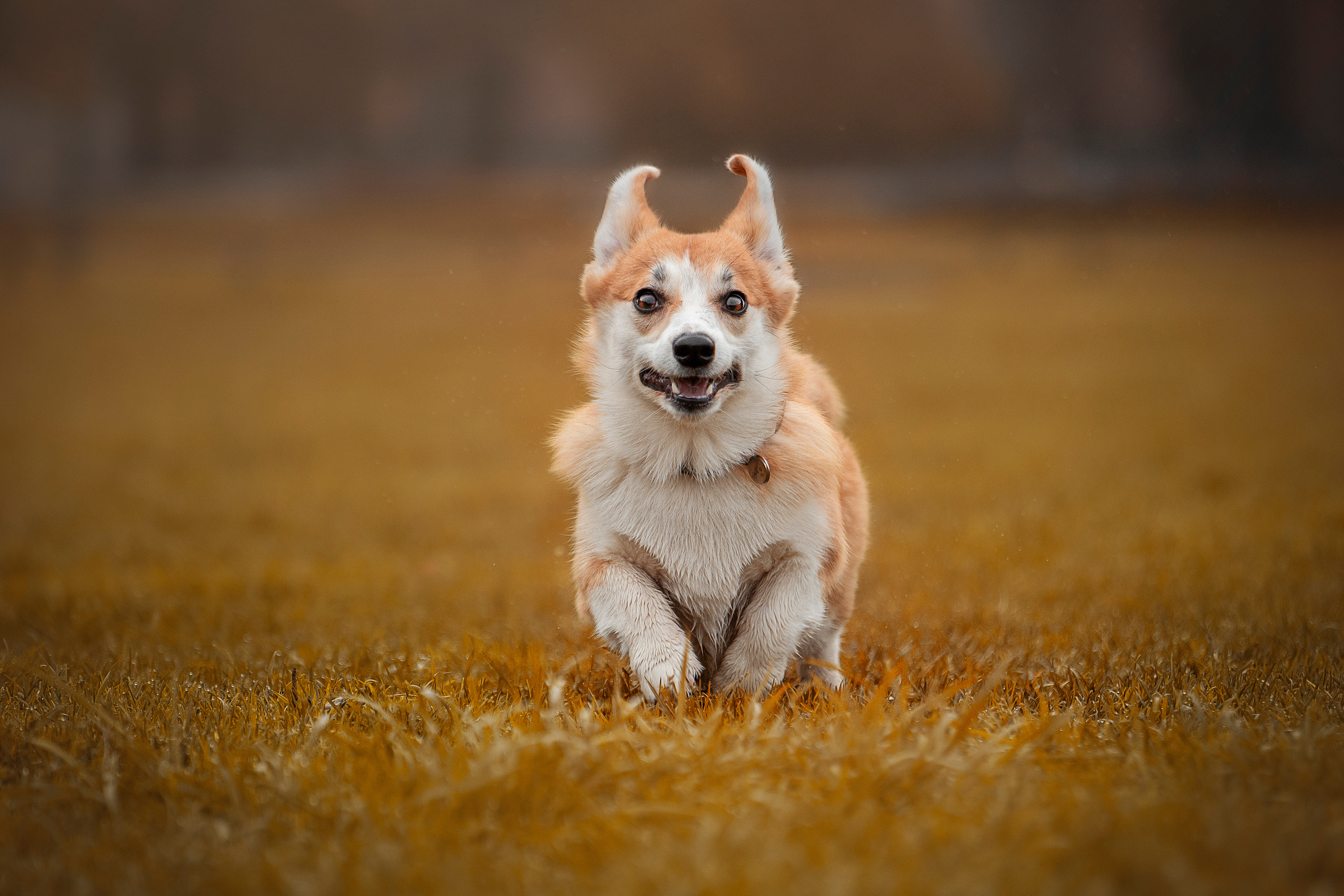 Егор и Никси. Фотограф — Анималист | Санкт-Петербург