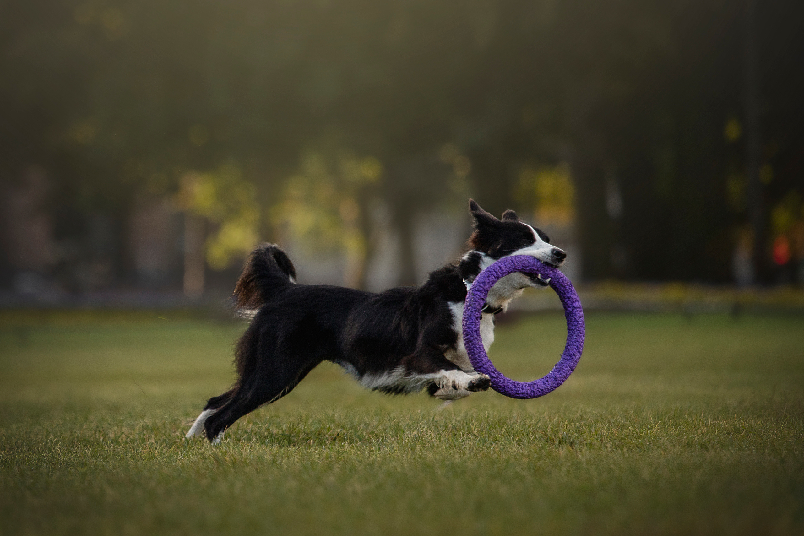 Лана, Тэгра и их семья. Фотограф — Анималист | Санкт-Петербург