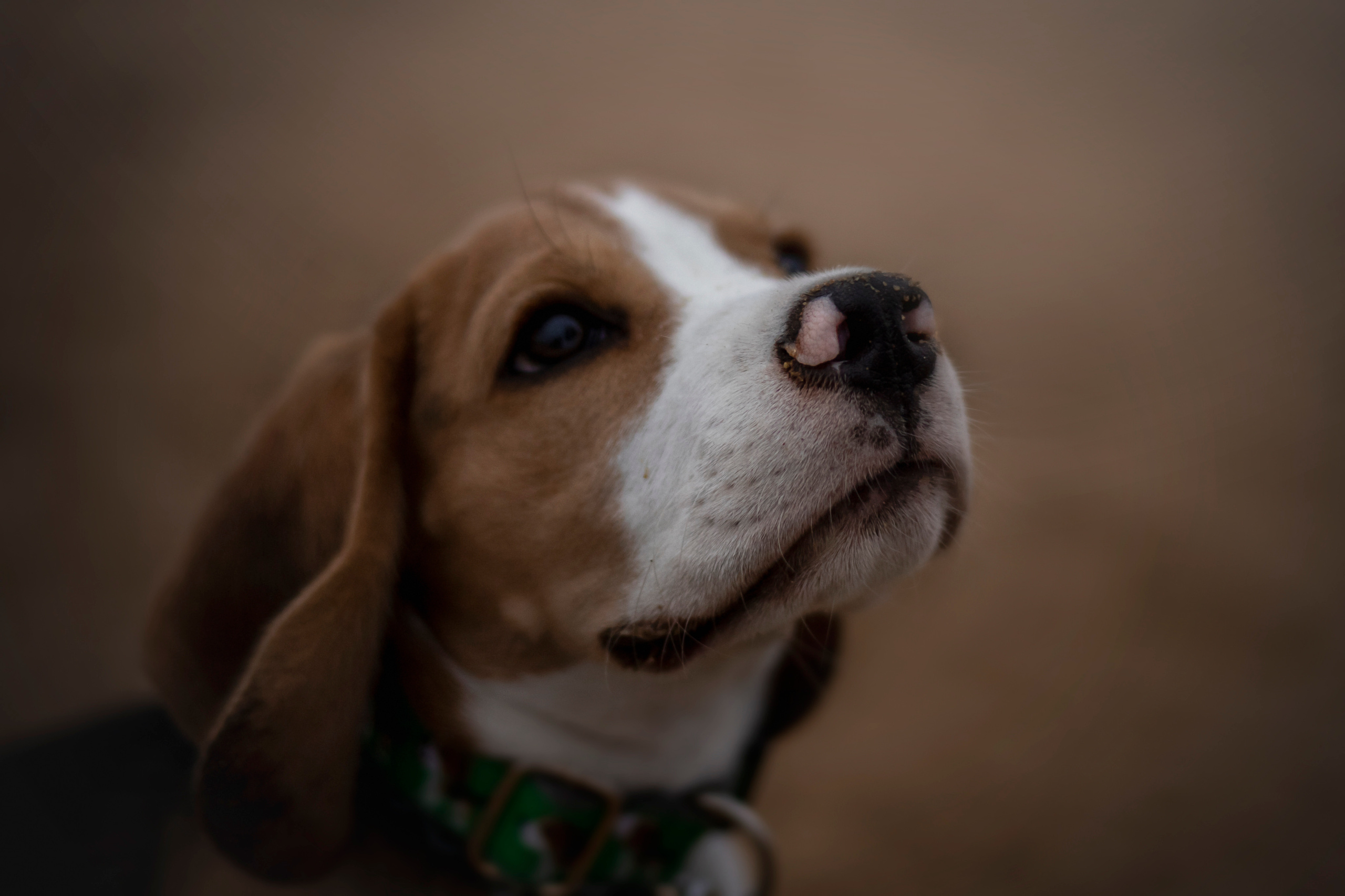 Лиза и Стич. Фотограф — Анималист | Санкт-Петербург