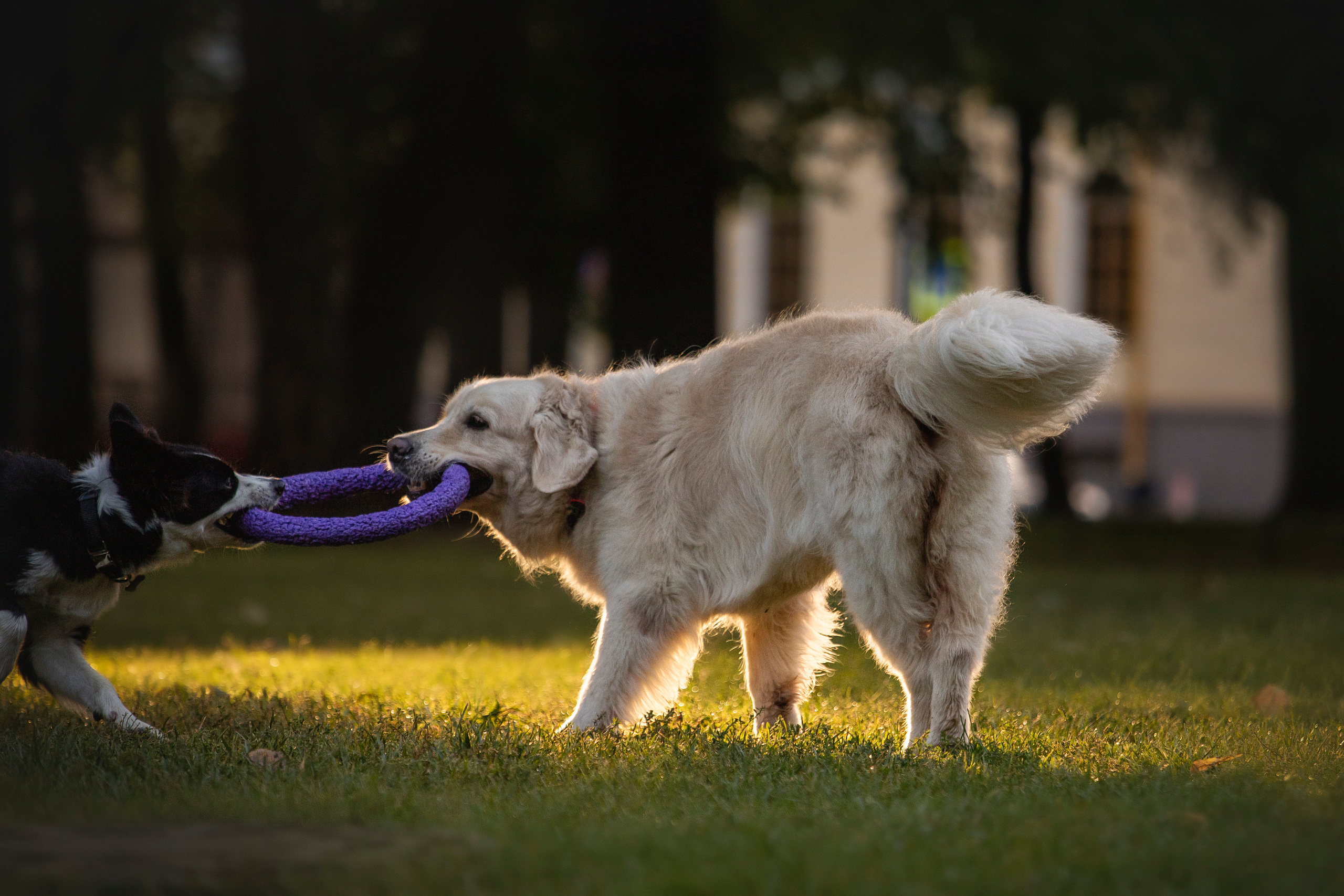 Лана, Тэгра и их семья. Фотограф — Анималист | Санкт-Петербург