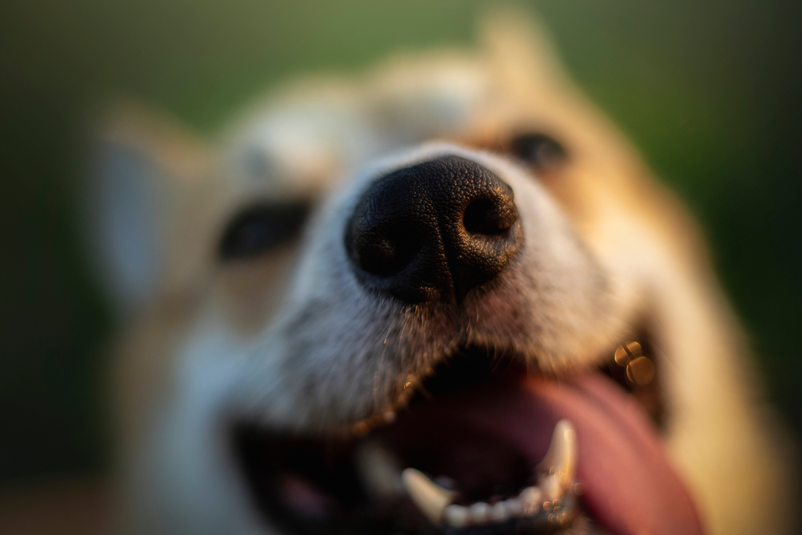 Катя и Азазель. Фотограф — Анималист | Санкт-Петербург