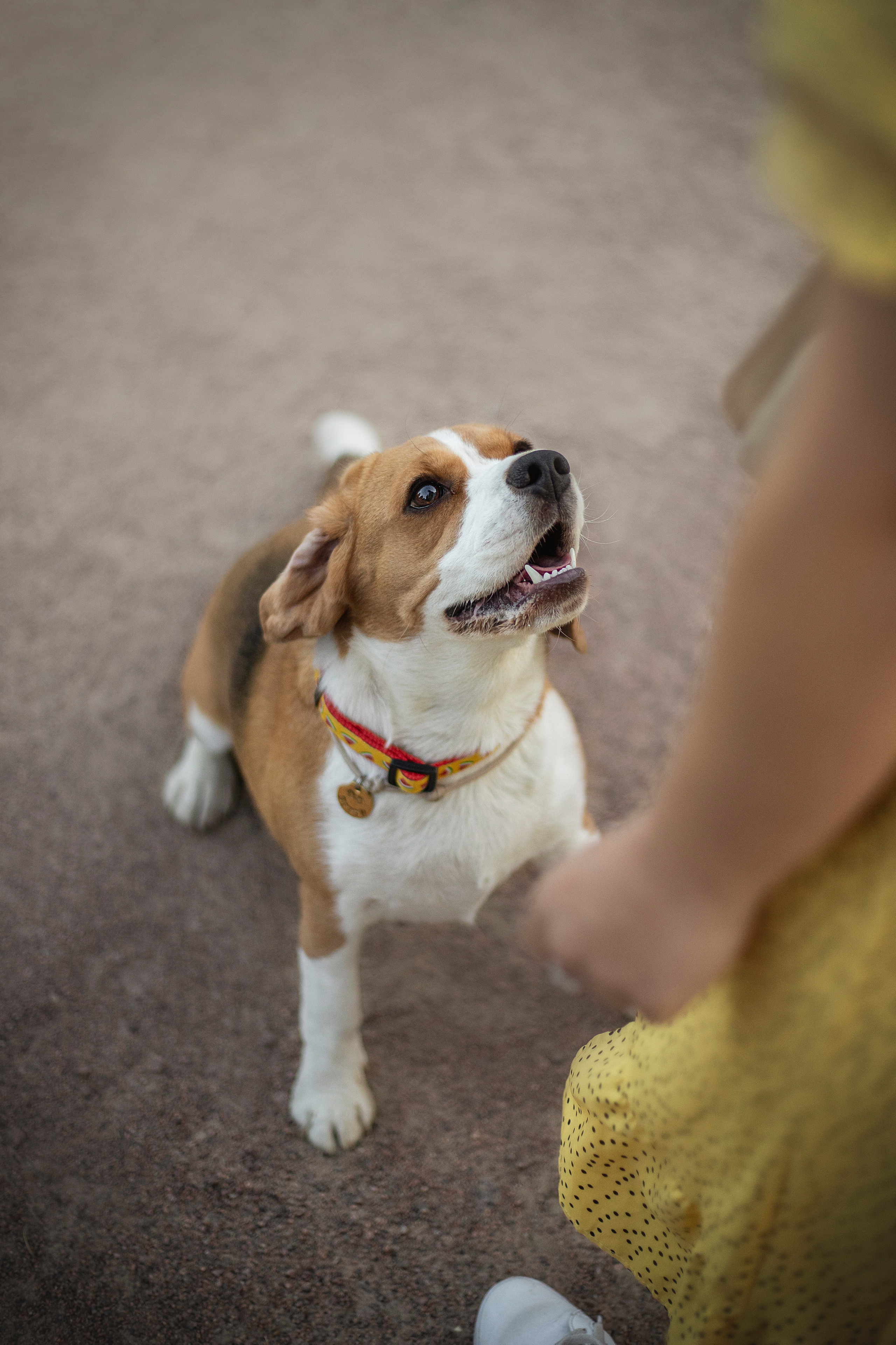 Полина и Бетти. Фотограф — Анималист | Санкт-Петербург