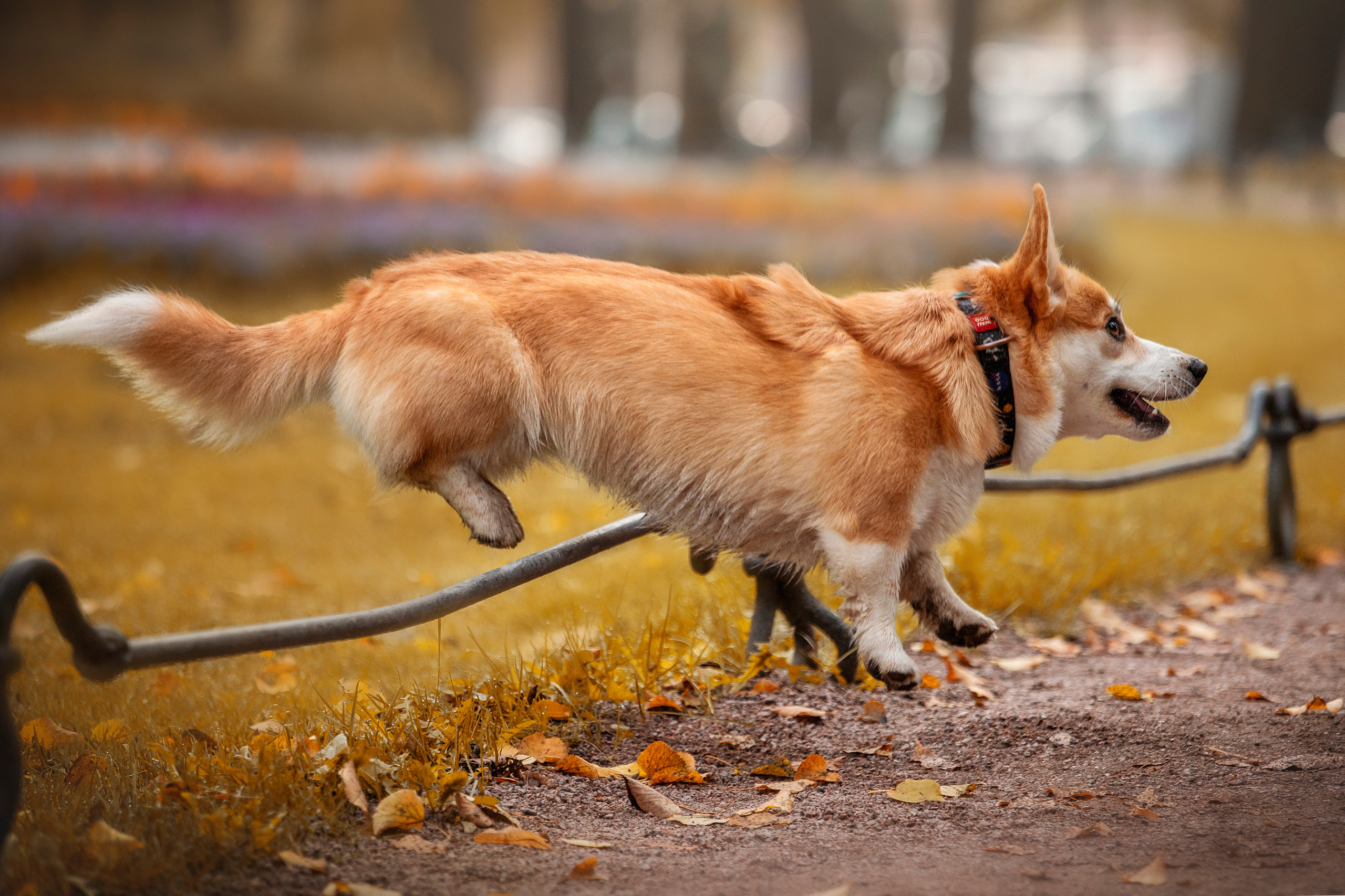 Егор и Никси. Фотограф — Анималист | Санкт-Петербург