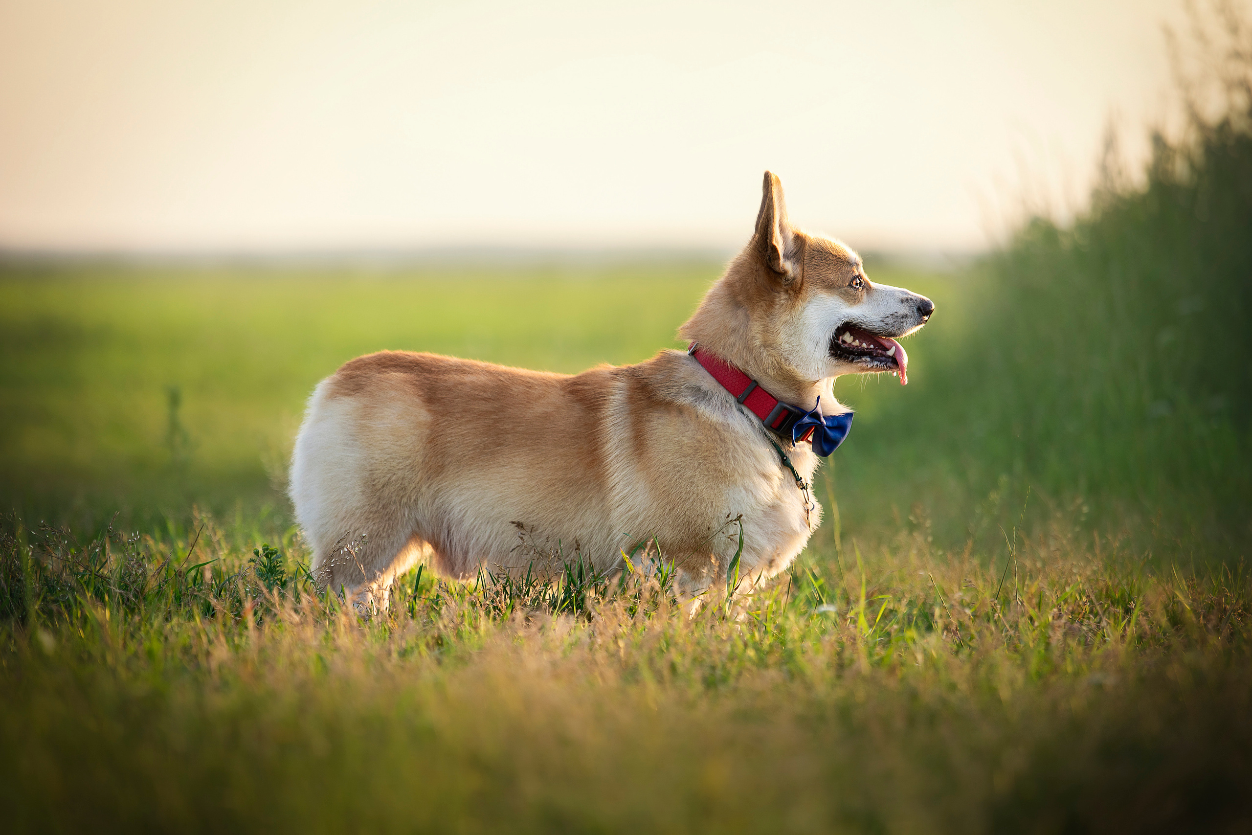 Катя и Азазель. Фотограф — Анималист | Санкт-Петербург