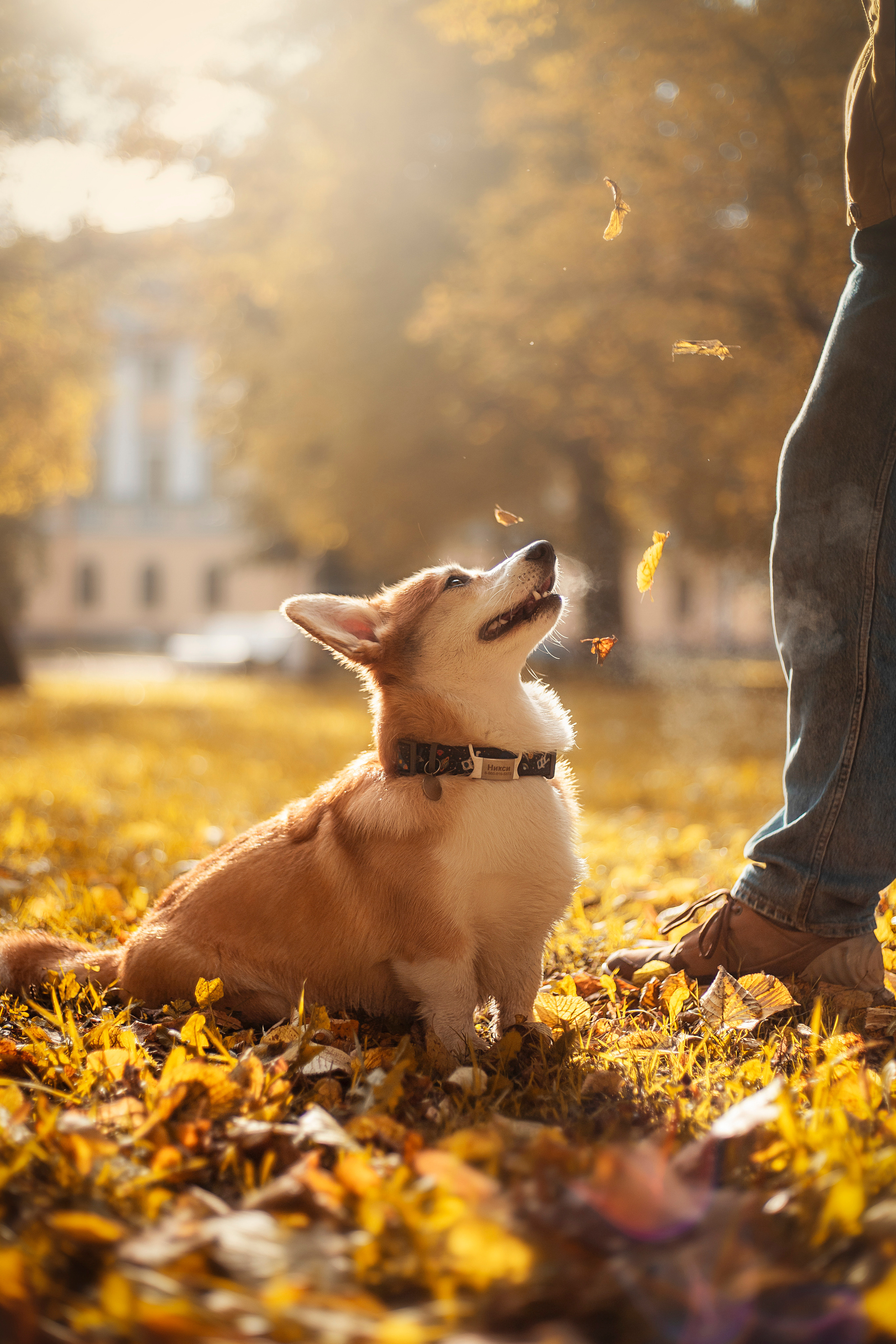Егор и Никси. Фотограф — Анималист | Санкт-Петербург