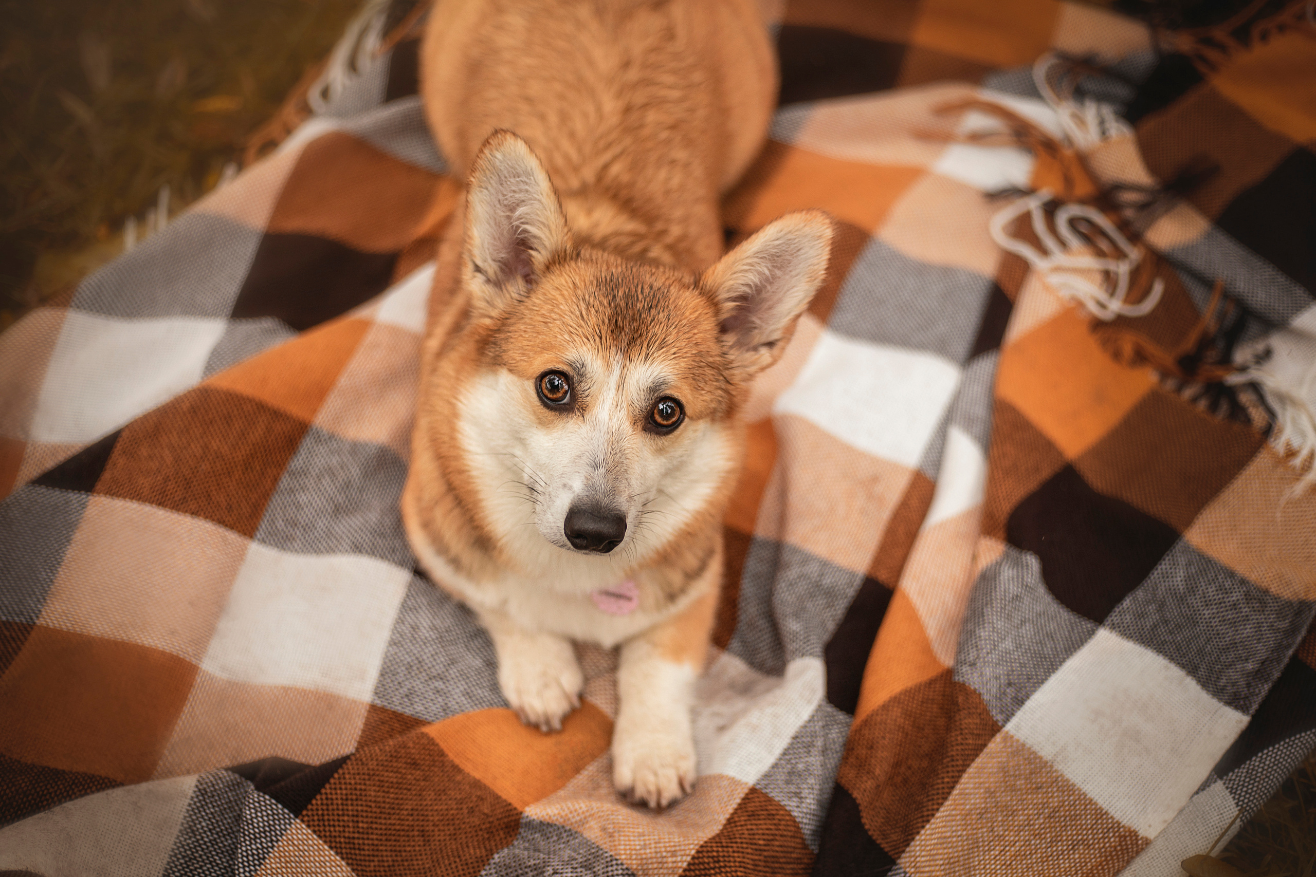 Оля и Оливка. Фотограф — Анималист | Санкт-Петербург