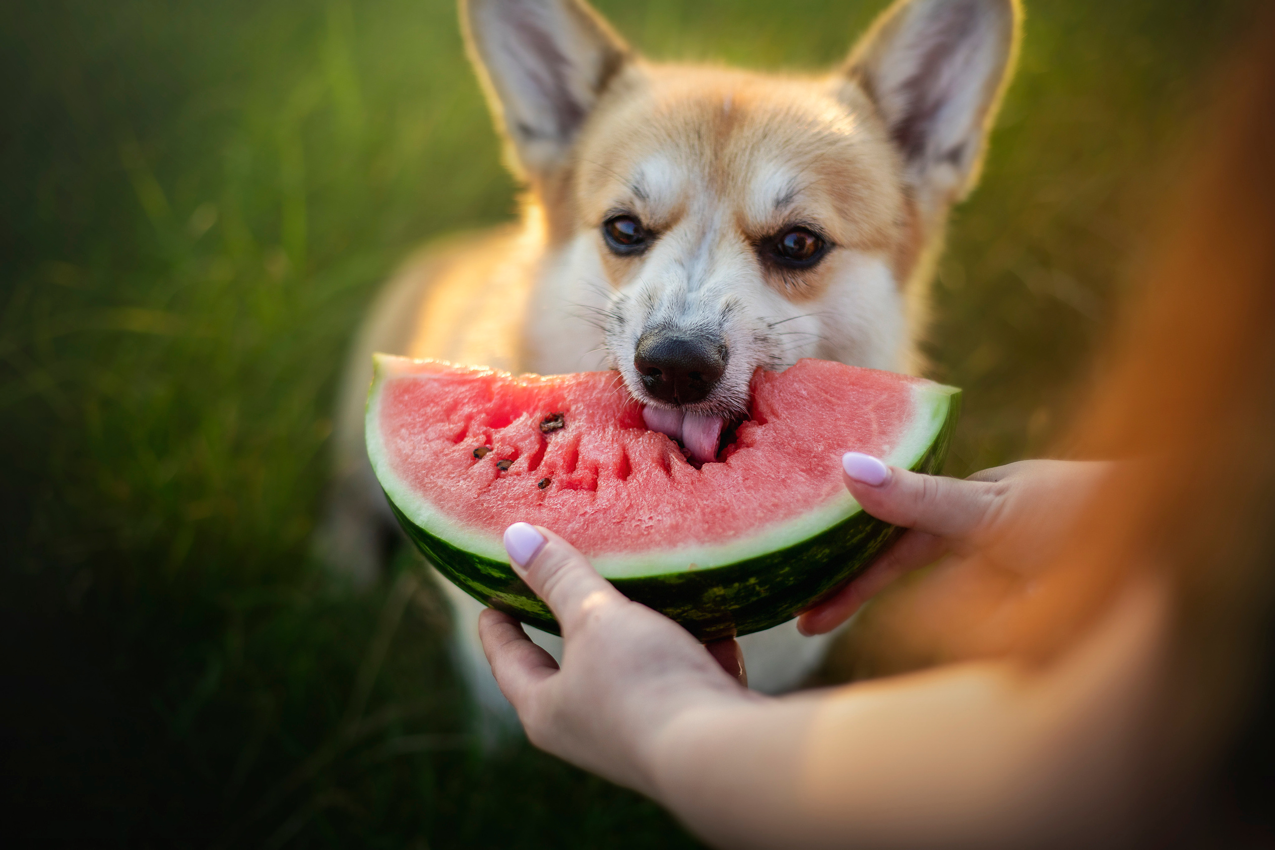 Катя и Азазель. Фотограф — Анималист | Санкт-Петербург
