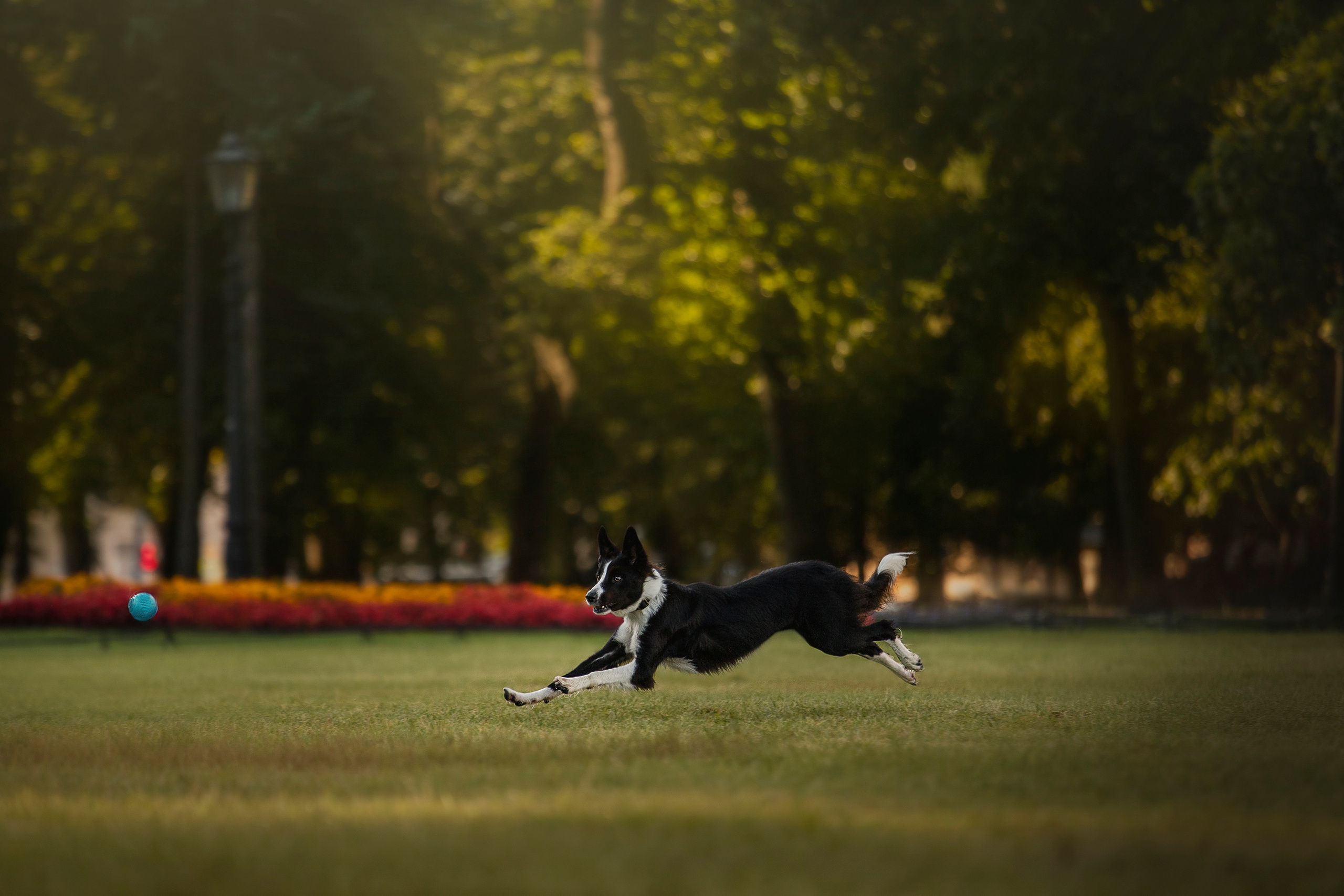 Лана, Тэгра и их семья. Фотограф — Анималист | Санкт-Петербург