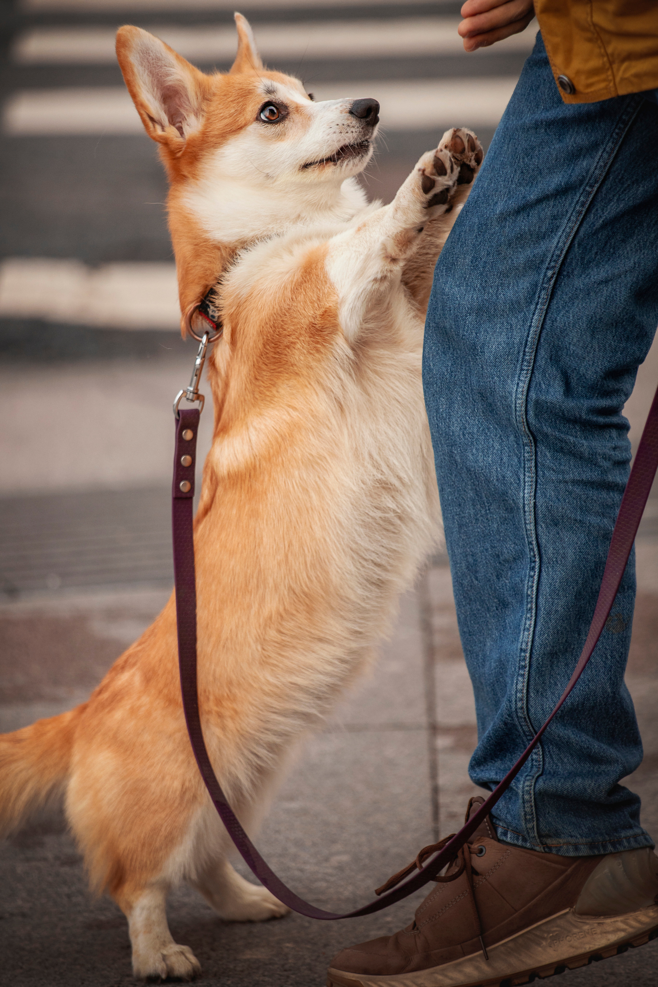 Егор и Никси. Фотограф — Анималист | Санкт-Петербург