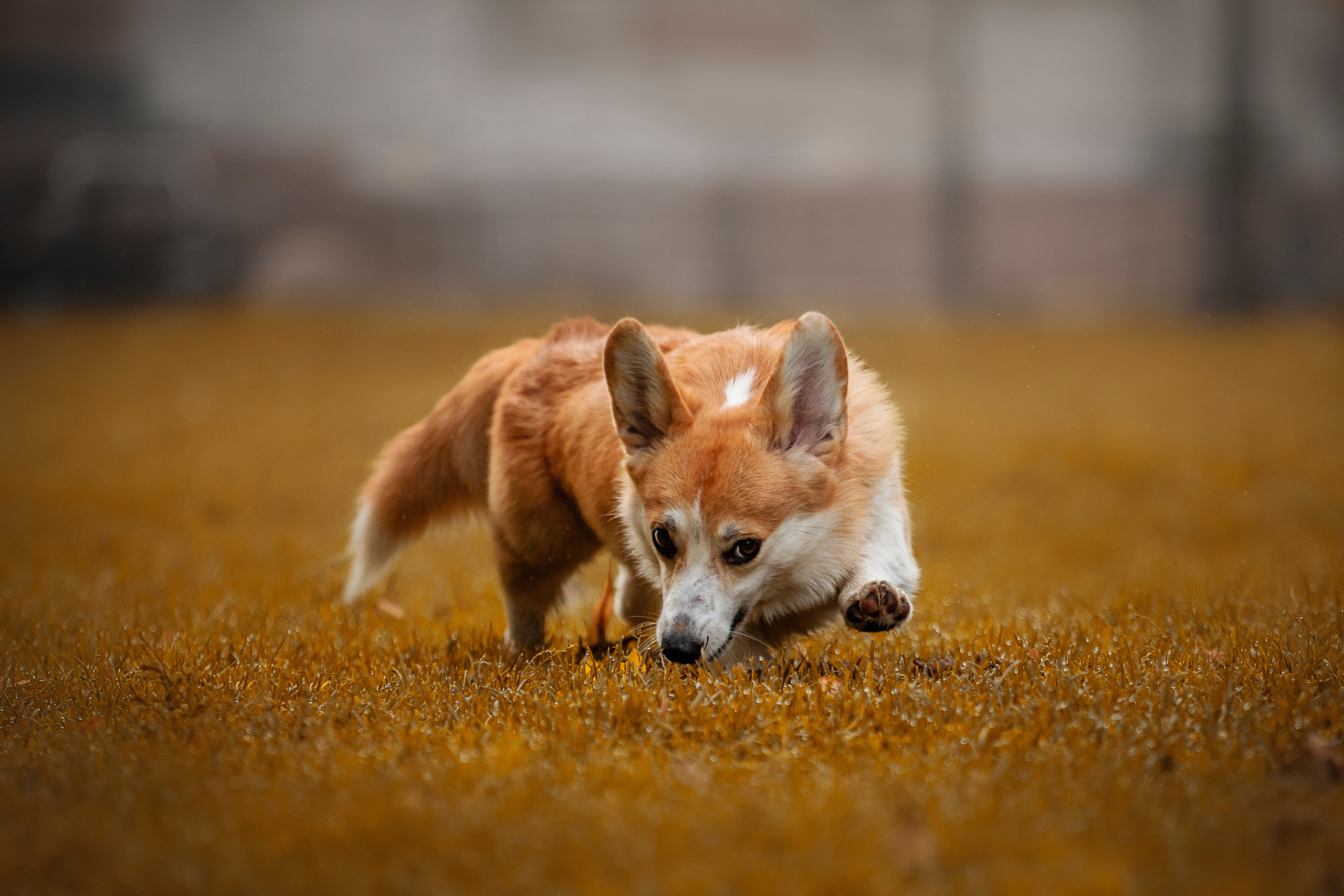 Егор и Никси. Фотограф — Анималист | Санкт-Петербург