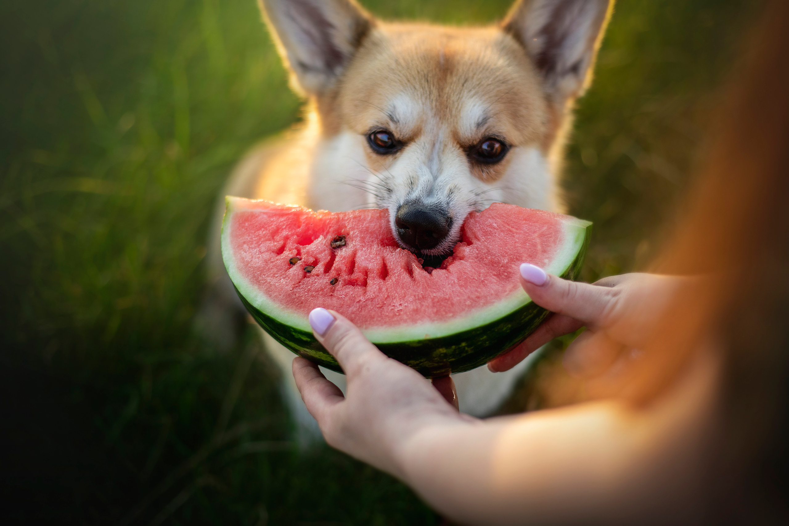 Катя и Азазель. Фотограф — Анималист | Санкт-Петербург