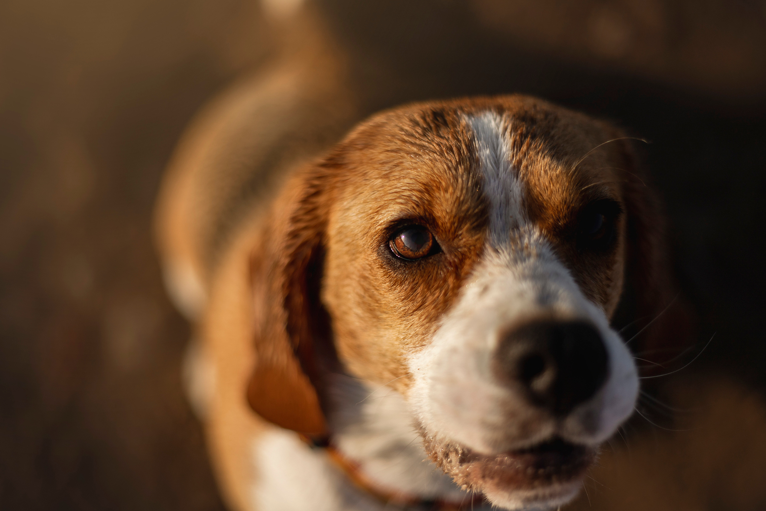 Полина и Бетти. Фотограф — Анималист | Санкт-Петербург