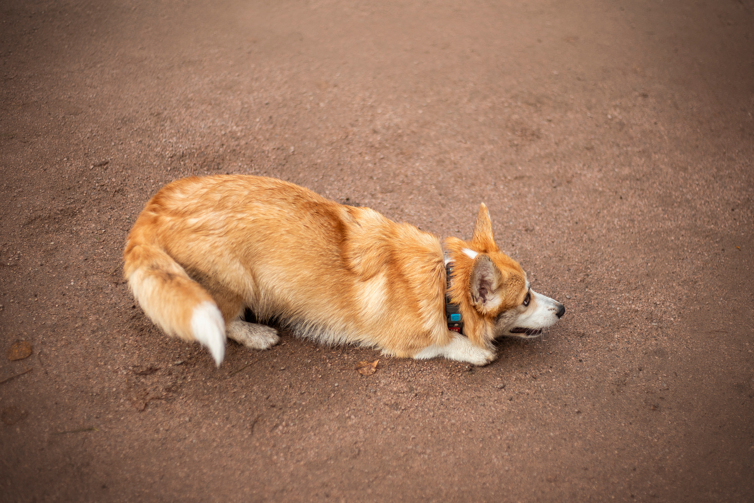 Егор и Никси. Фотограф — Анималист | Санкт-Петербург
