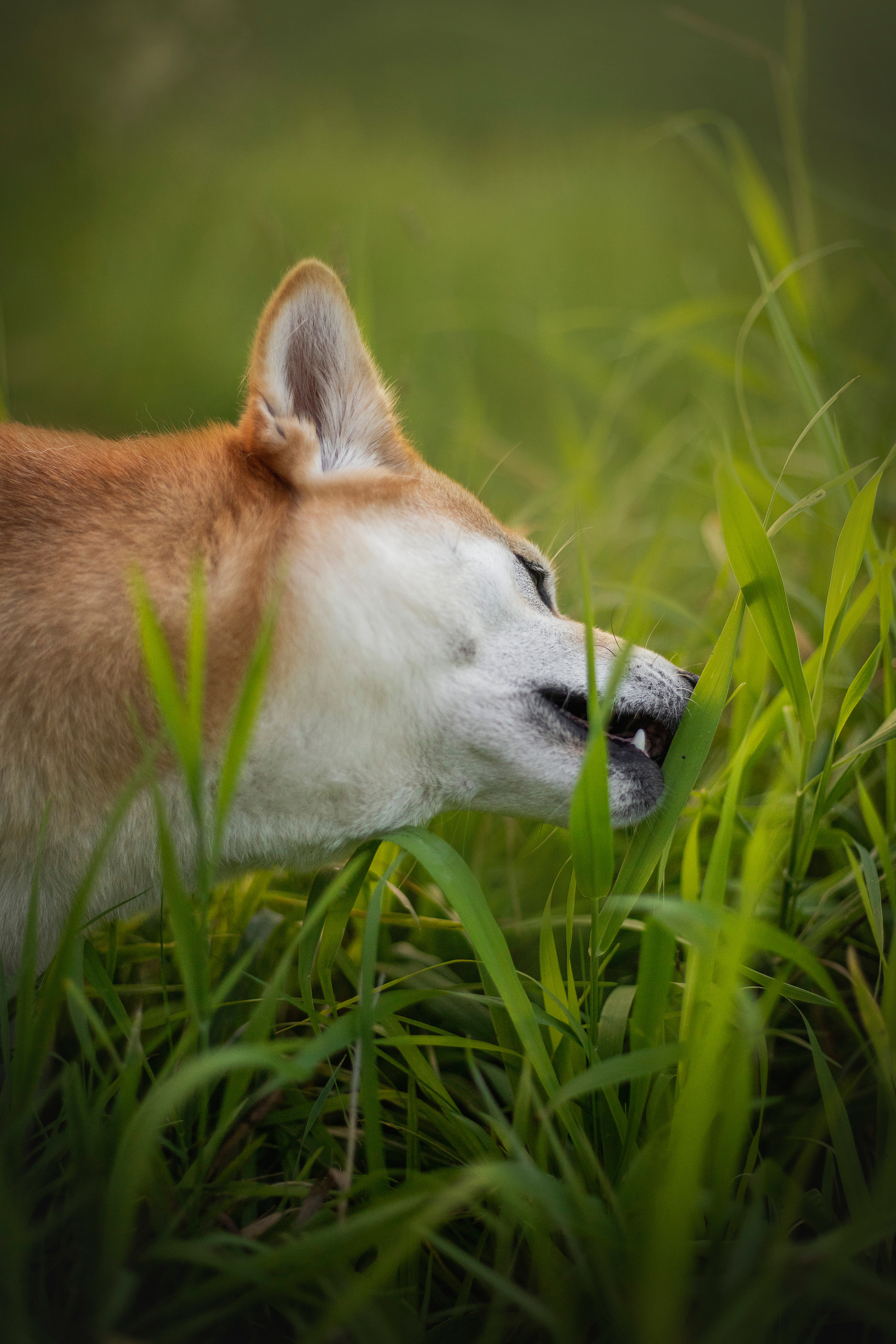 Саша и Айка. Фотограф — Анималист | Санкт-Петербург