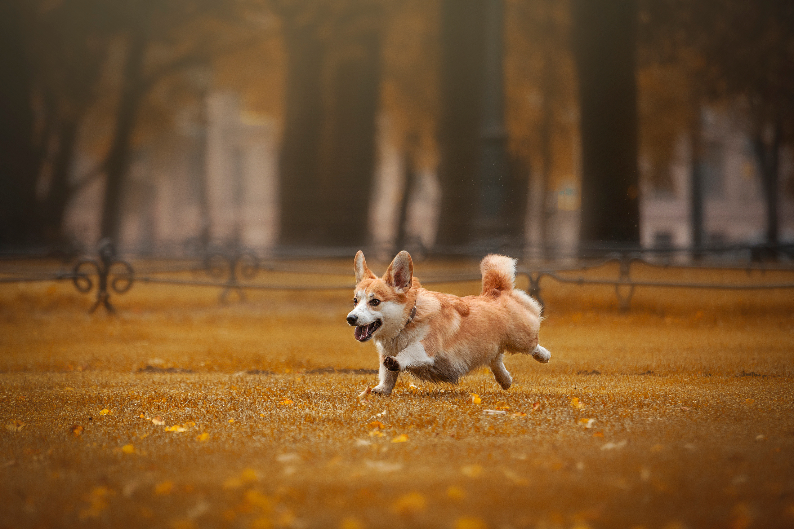 Егор и Никси. Фотограф — Анималист | Санкт-Петербург