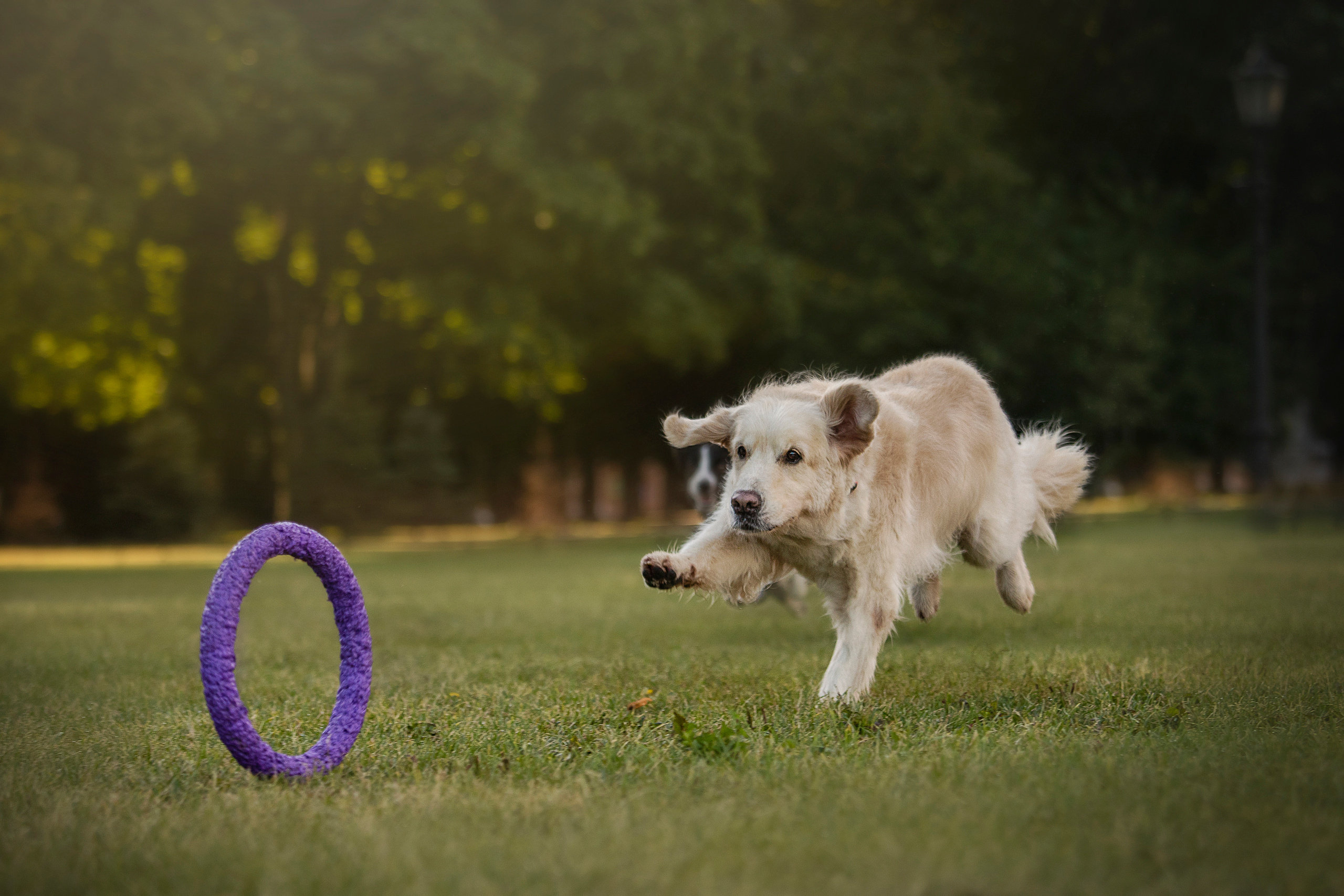 Лана, Тэгра и их семья. Фотограф — Анималист | Санкт-Петербург