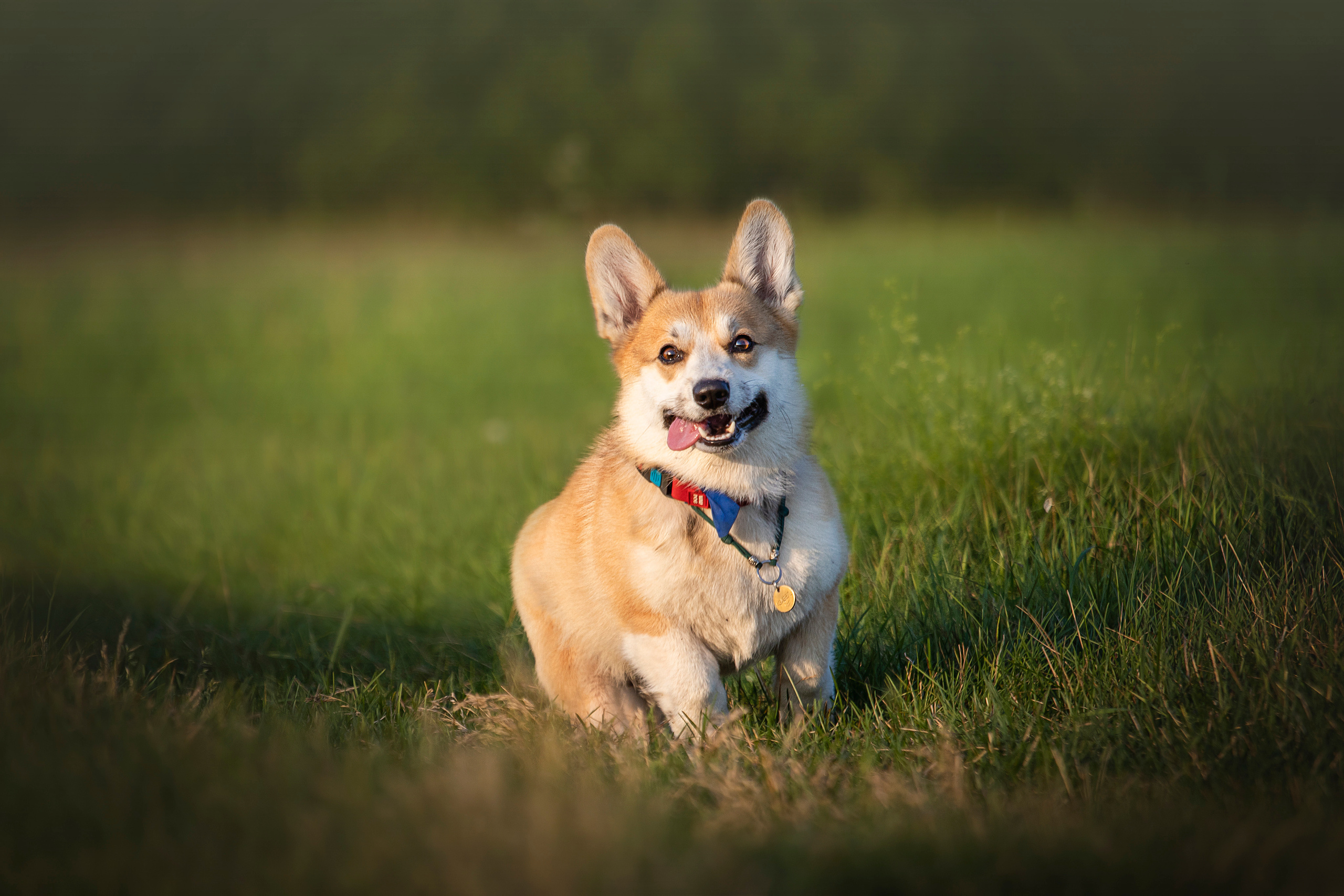 Катя и Азазель. Фотограф — Анималист | Санкт-Петербург