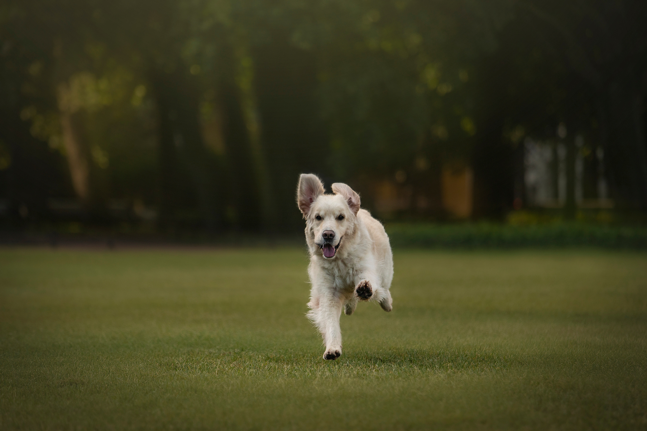 Лана, Тэгра и их семья. Фотограф — Анималист | Санкт-Петербург