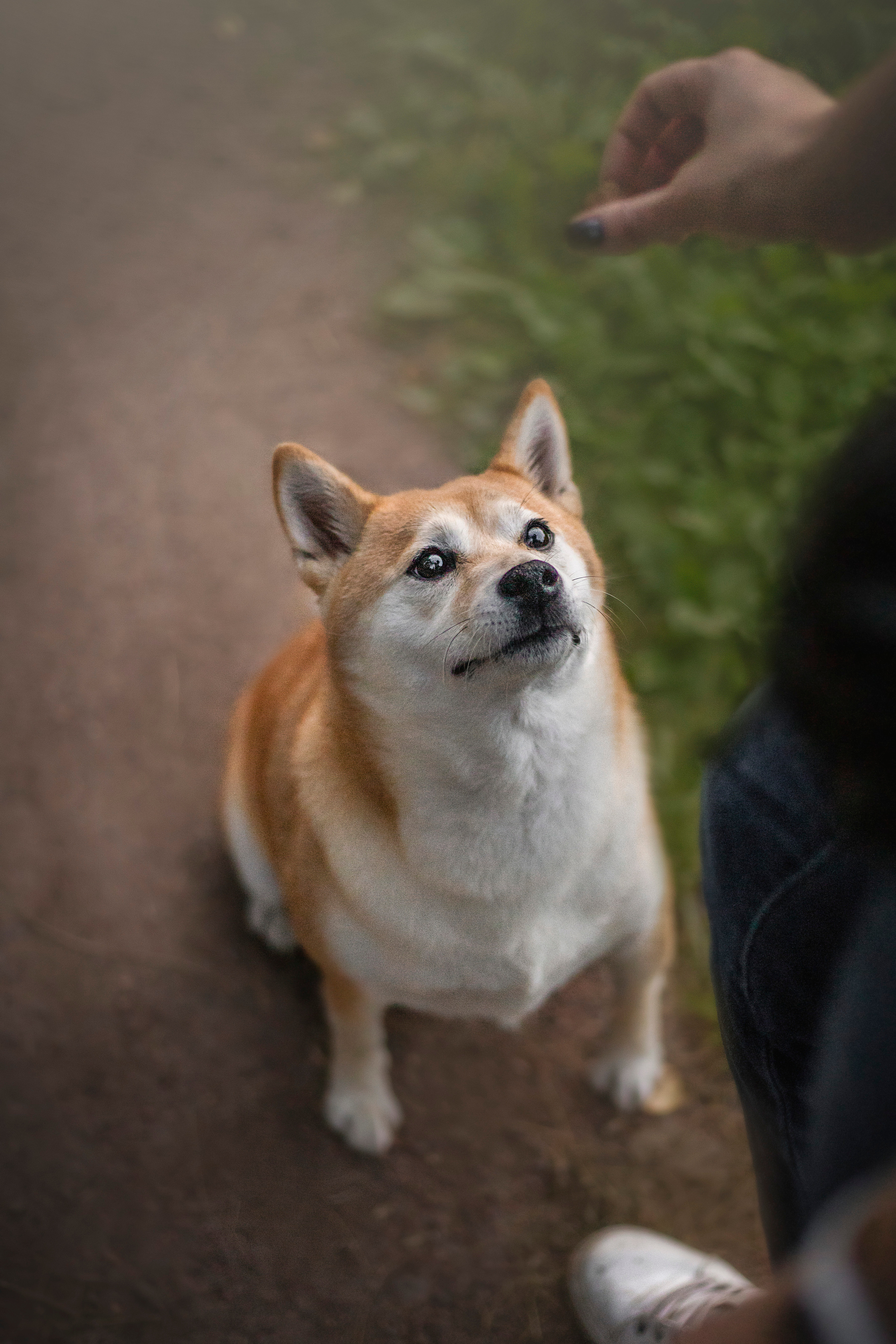 Саша и Айка. Фотограф — Анималист | Санкт-Петербург