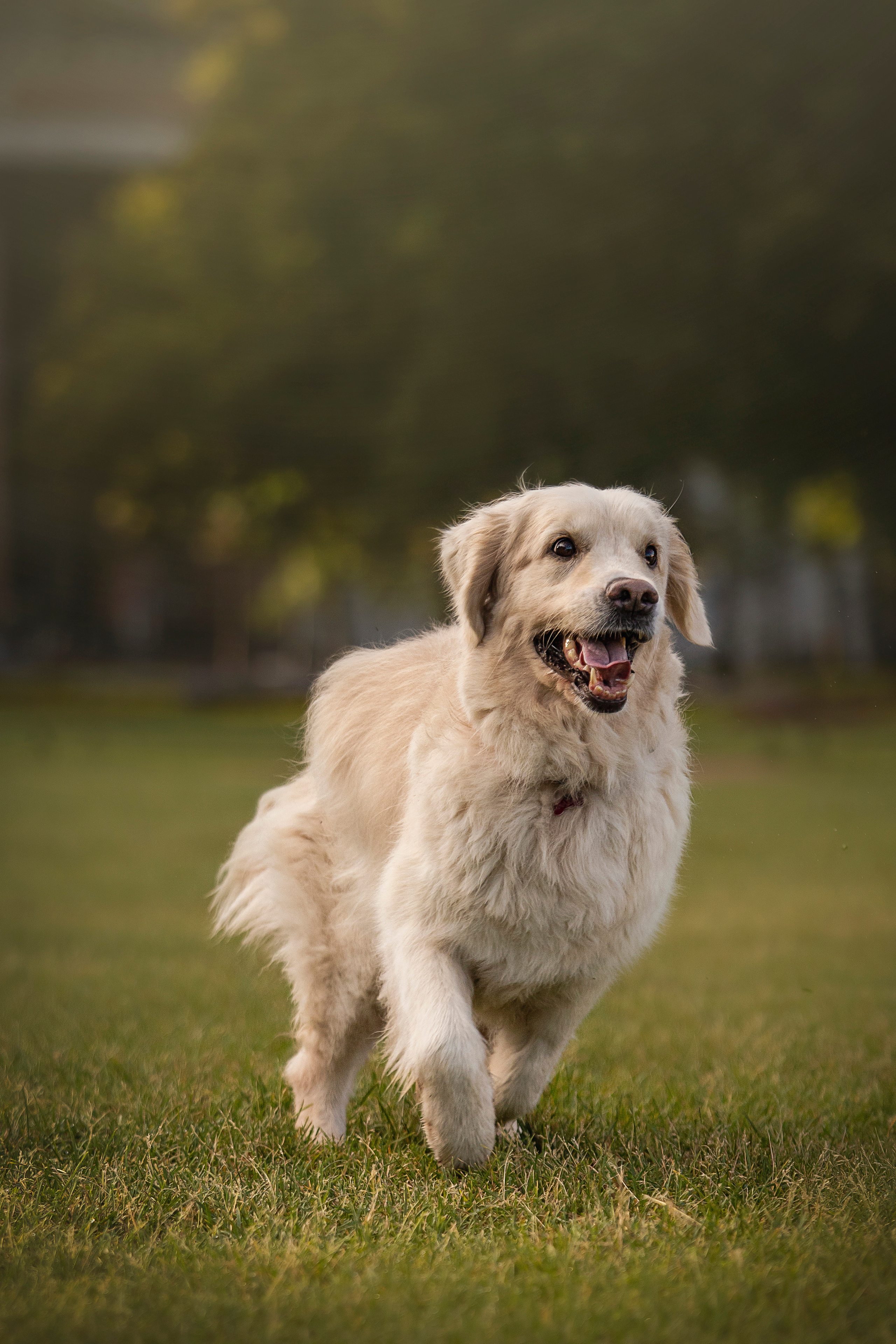 Лана, Тэгра и их семья. Фотограф — Анималист | Санкт-Петербург