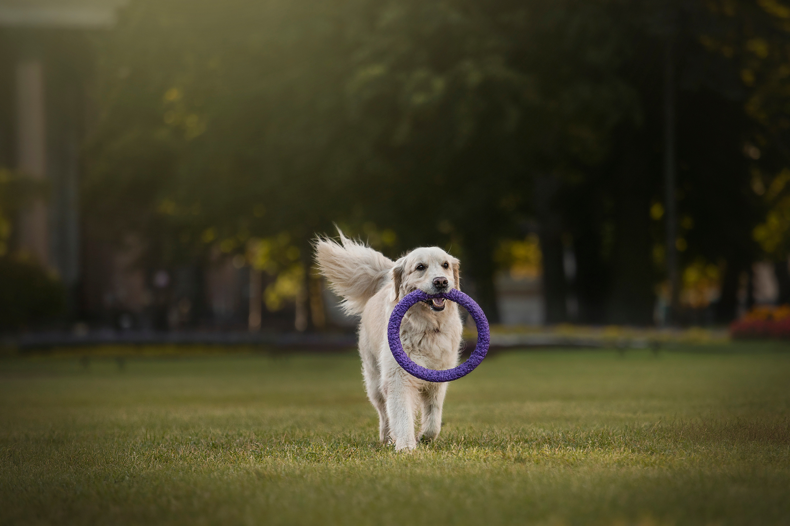 Лана, Тэгра и их семья. Фотограф — Анималист | Санкт-Петербург