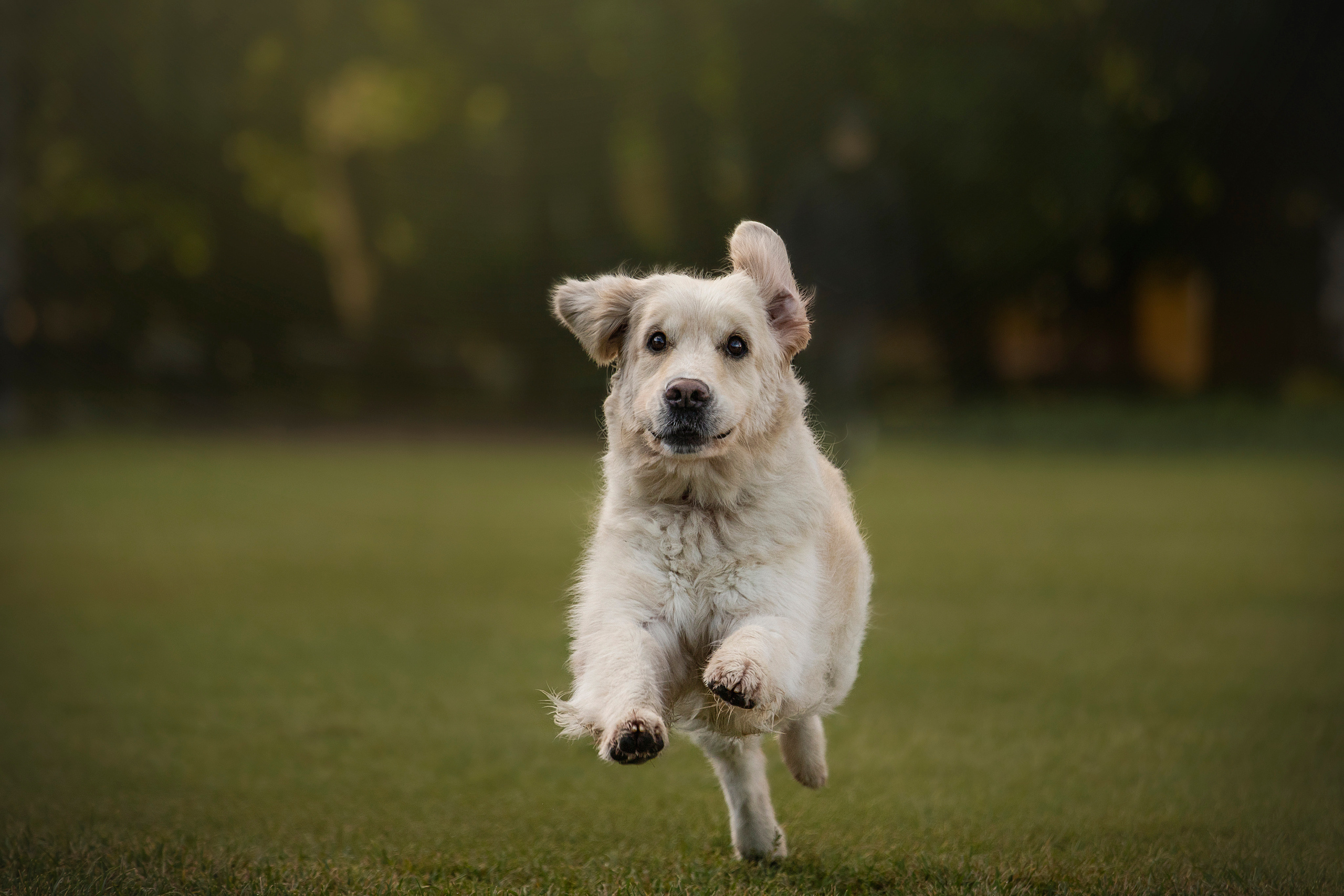 Лана, Тэгра и их семья. Фотограф — Анималист | Санкт-Петербург