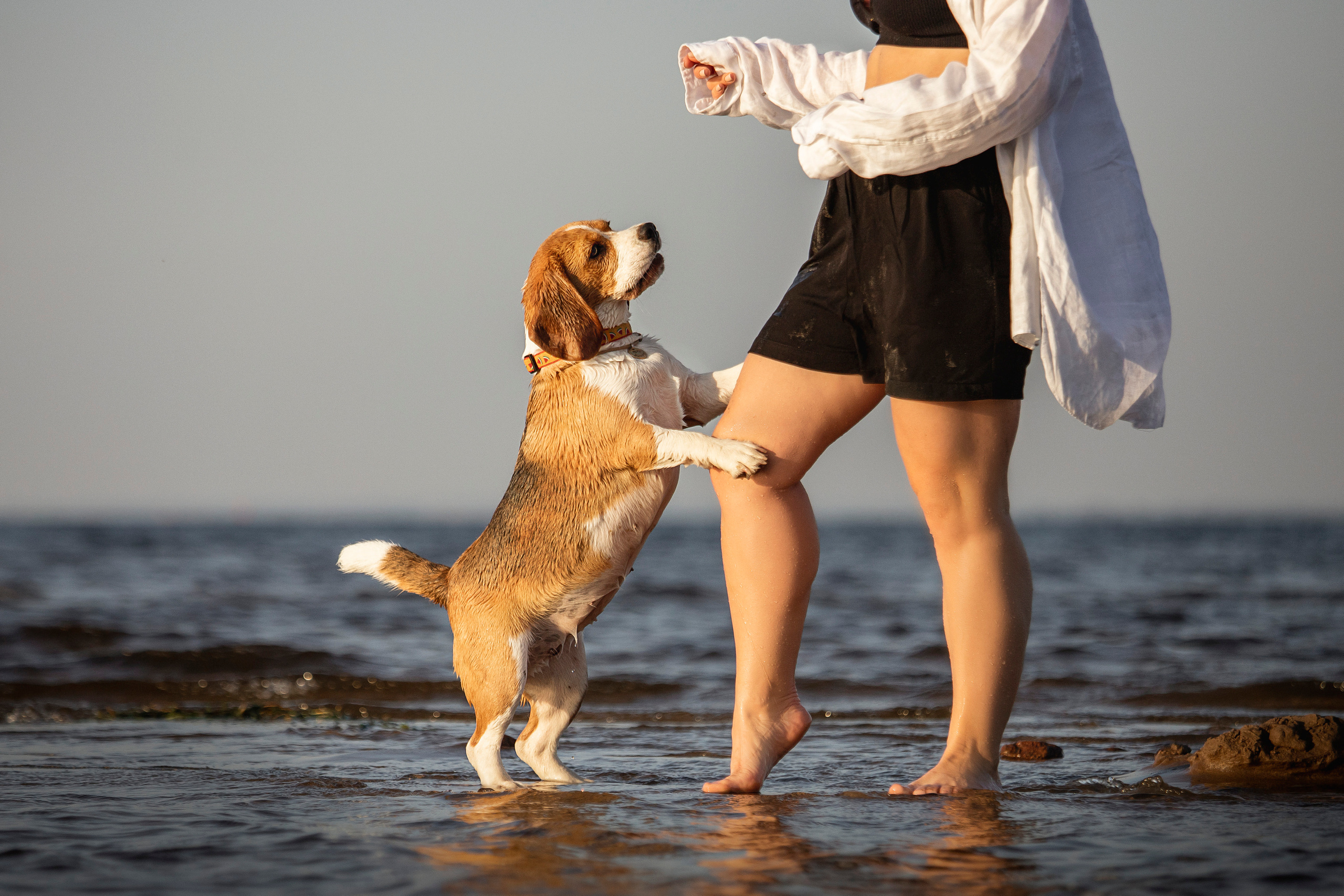 Полина и Бетти. Фотограф — Анималист | Санкт-Петербург