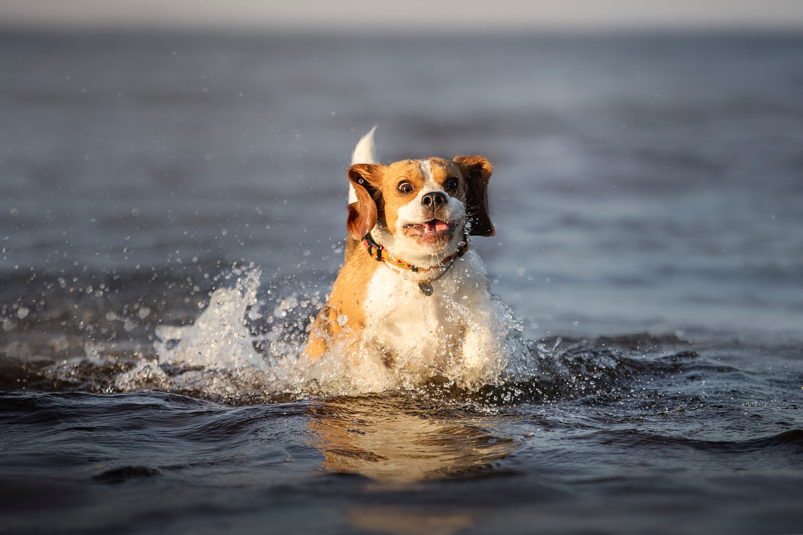 Полина и Бетти. Фотограф — Анималист | Санкт-Петербург