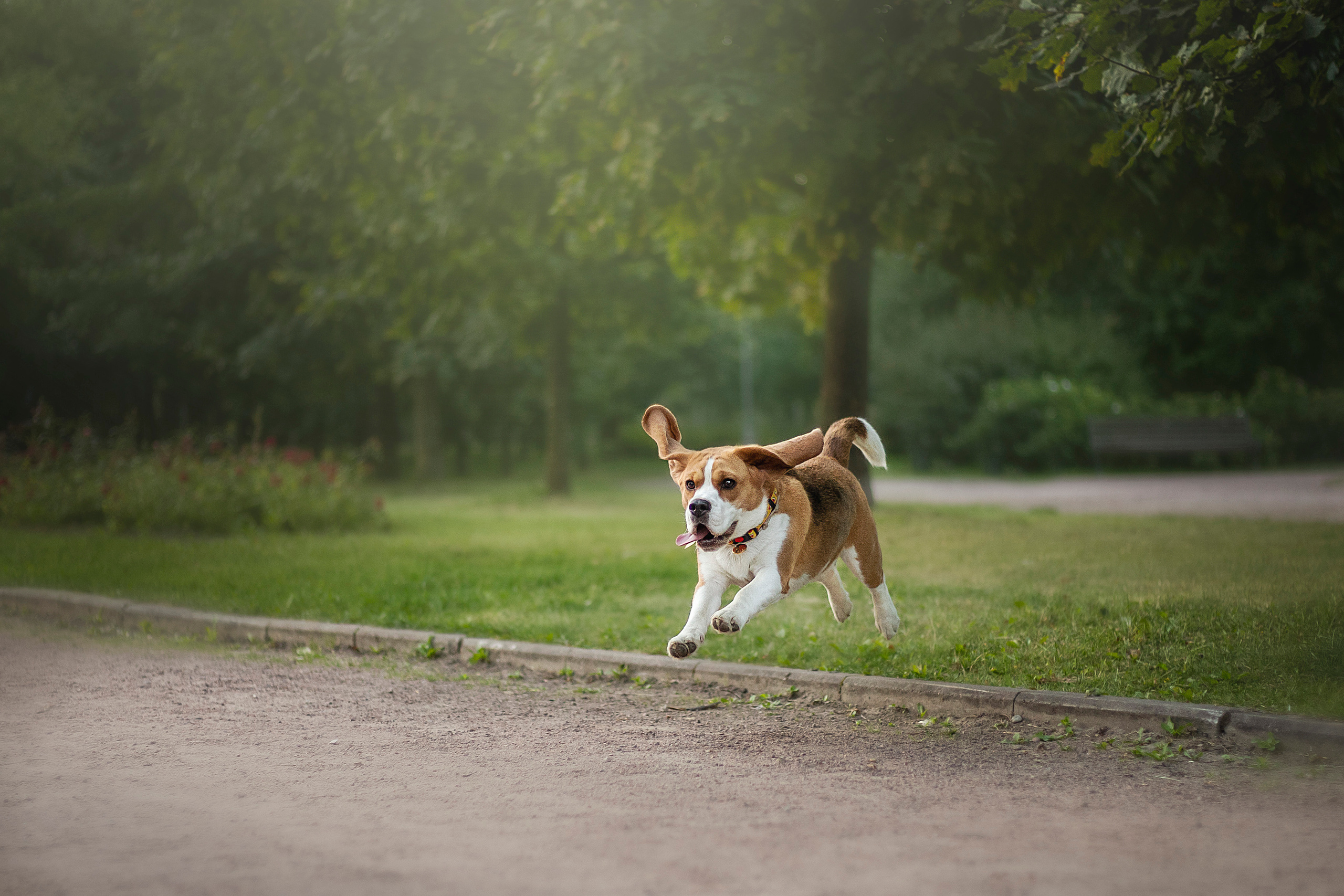 Полина и Бетти. Фотограф — Анималист | Санкт-Петербург