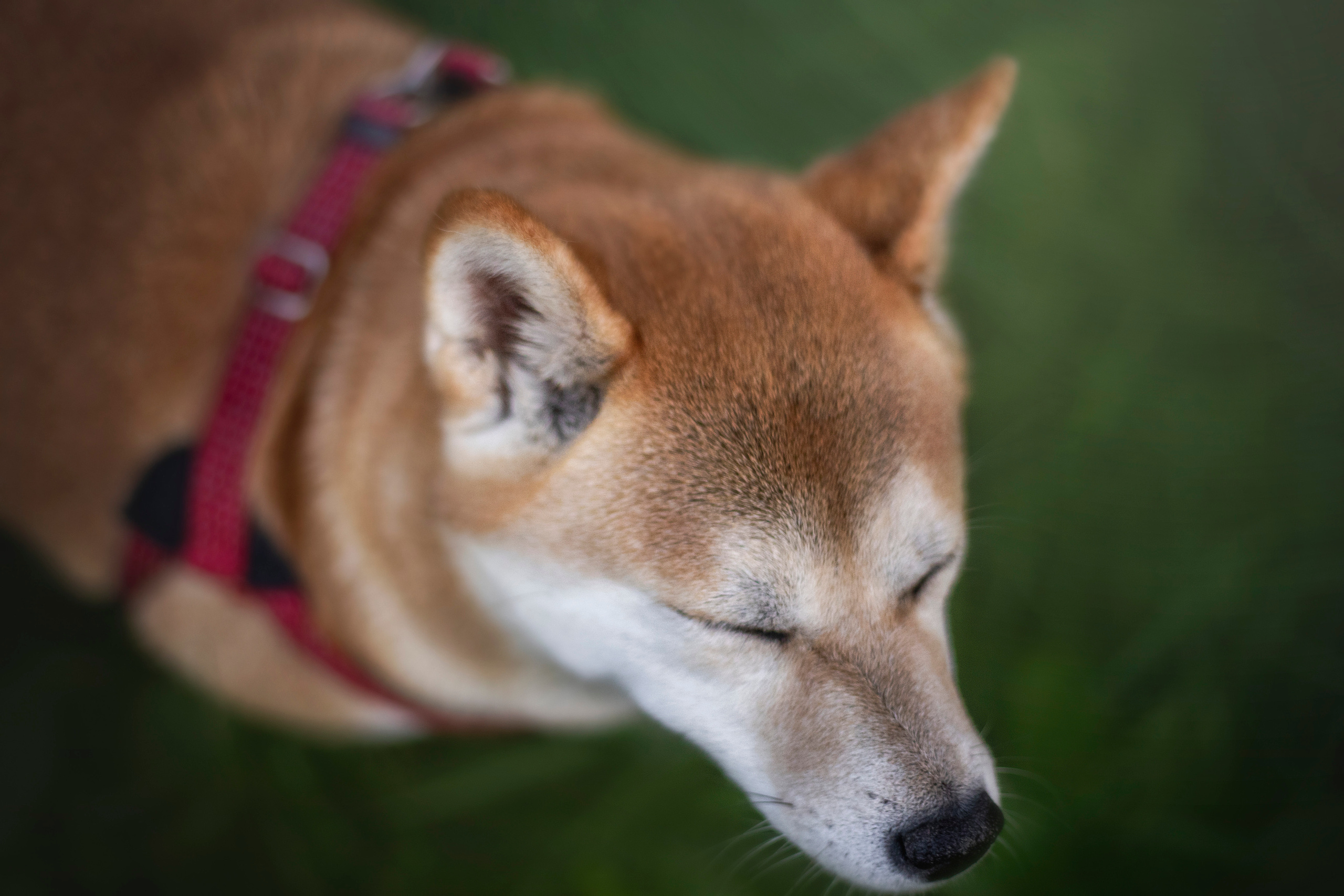 Саша и Айка. Фотограф — Анималист | Санкт-Петербург