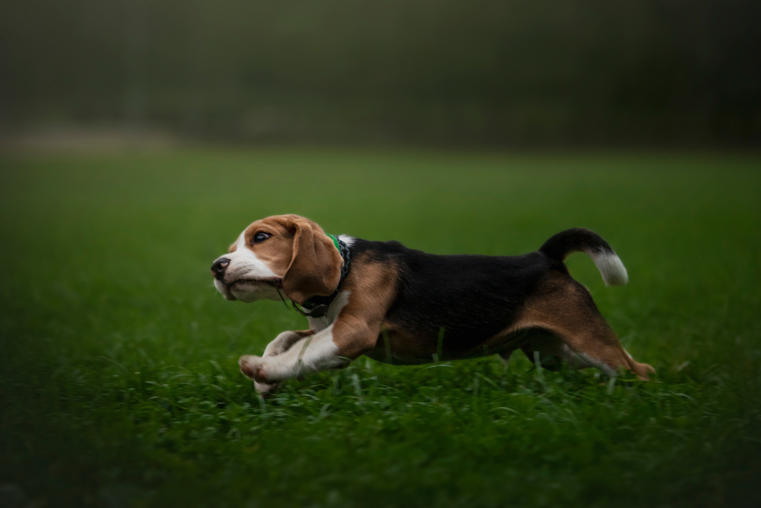 Лиза и Стич. Фотограф — Анималист | Санкт-Петербург