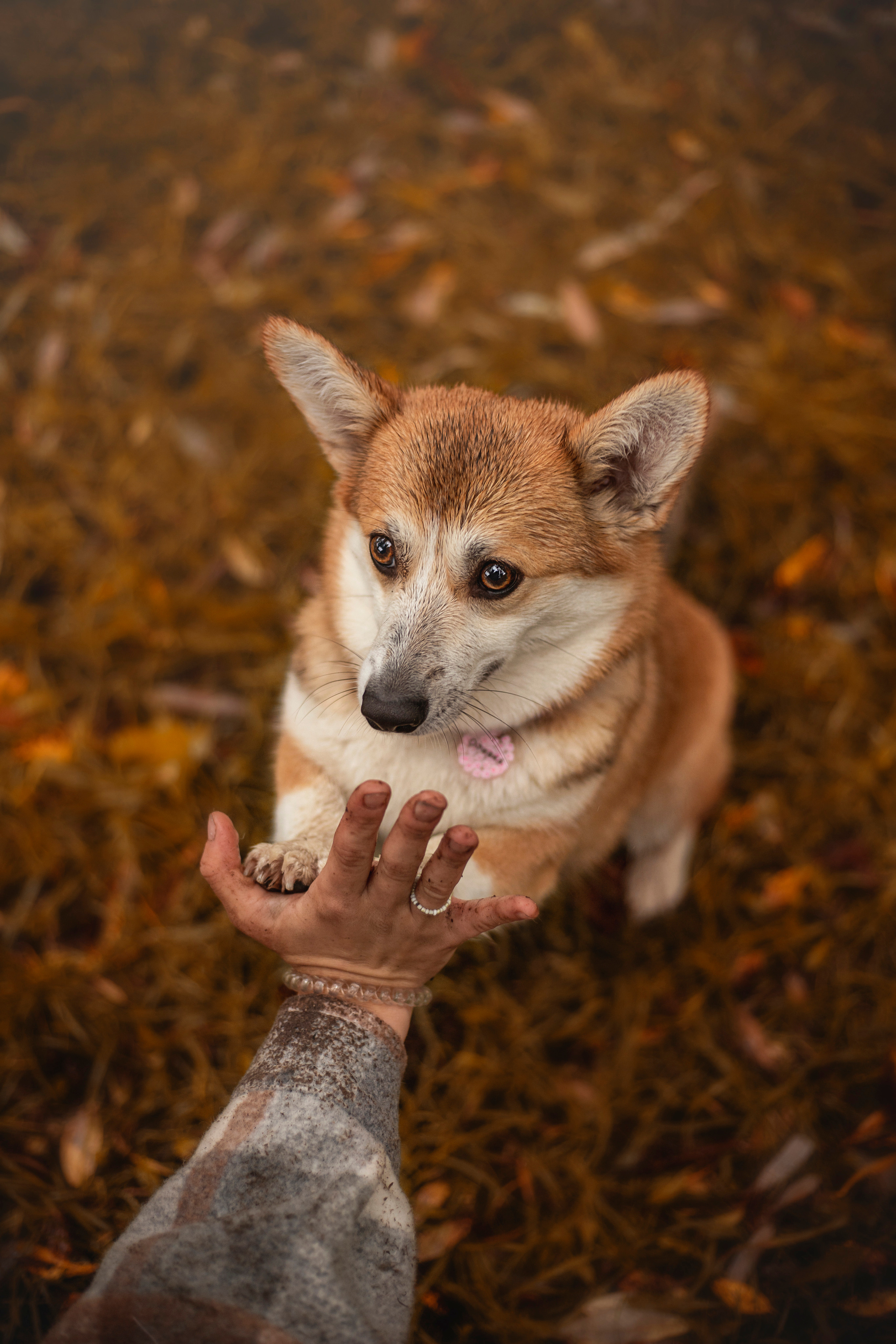 Оля и Оливка. Фотограф — Анималист | Санкт-Петербург